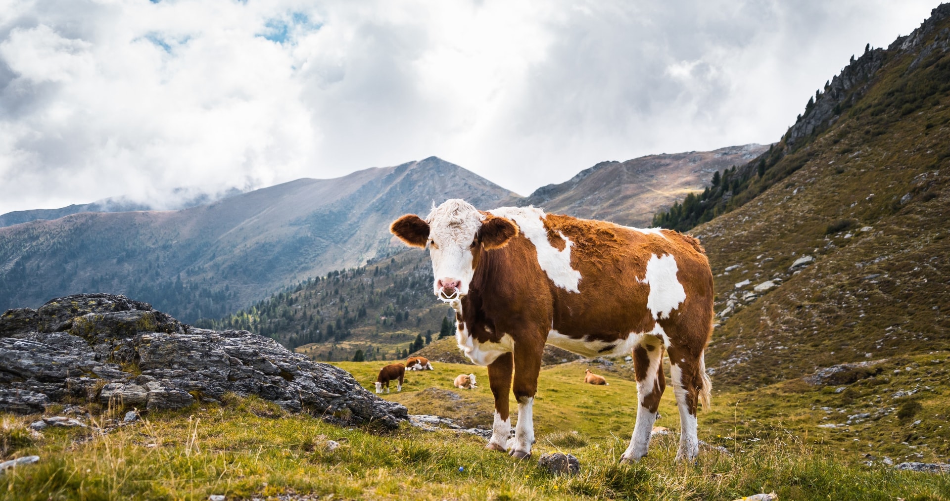 草原上的草原牛搭配秀丽景色高清桌面壁纸