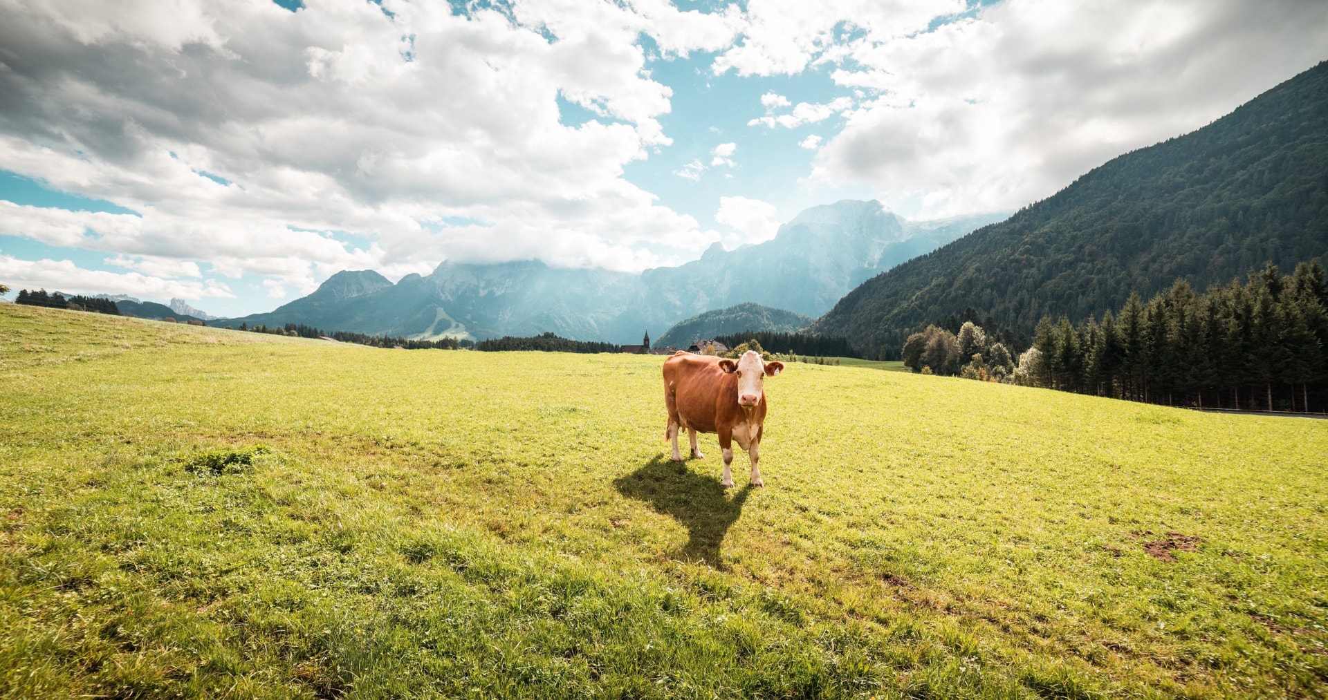 草原上的草原牛搭配秀丽景色高清桌面壁纸