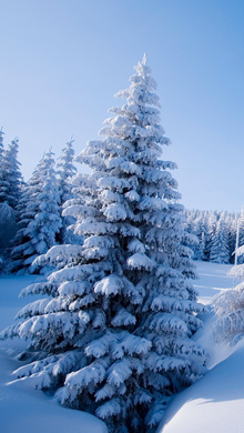 冬季大雪覆盖树林冰天雪地绝美雪景手机壁纸