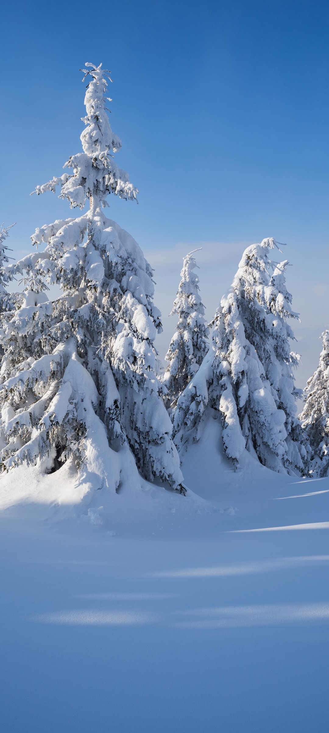 冬季大雪覆盖树林冰天雪地绝美雪景