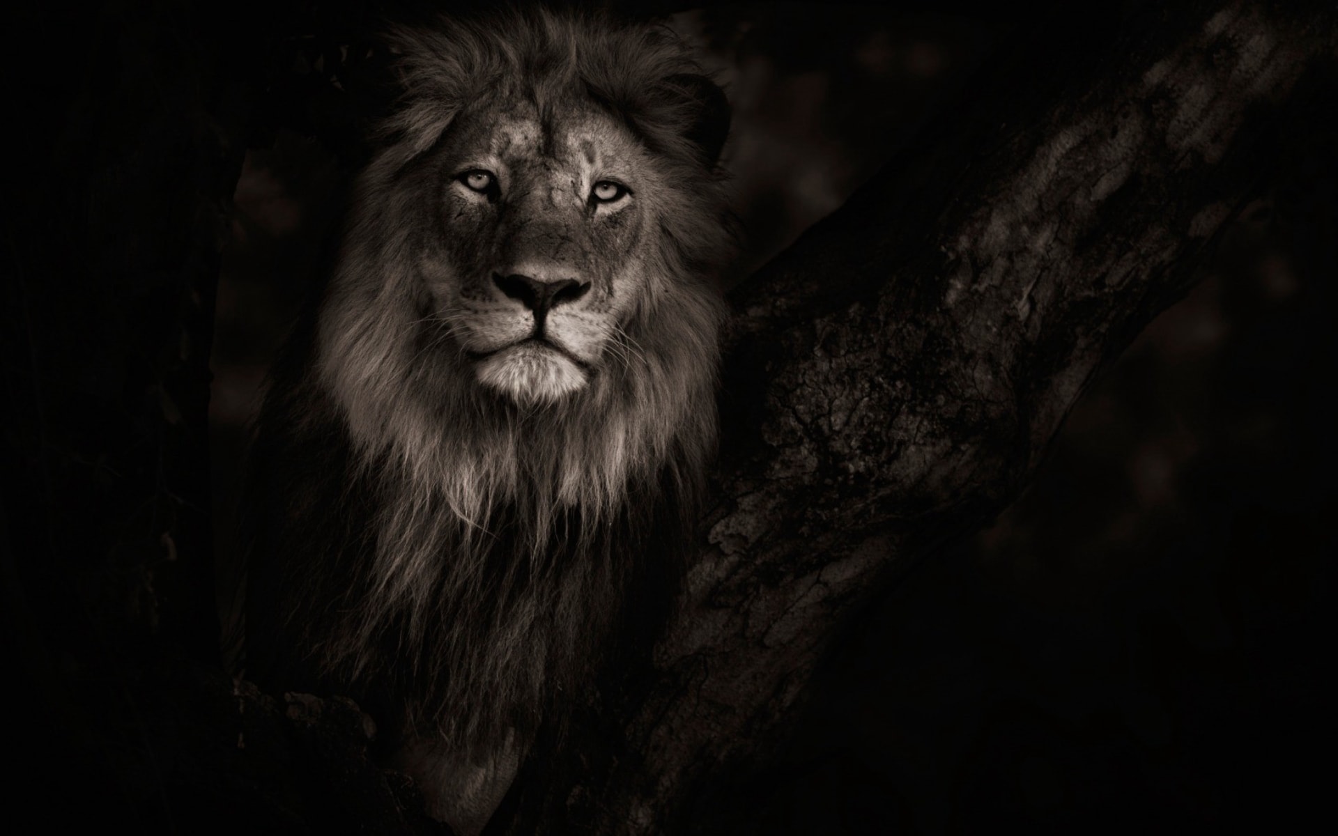 森林之王炫彩狮子