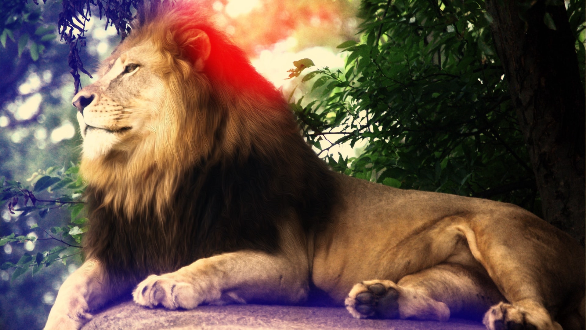 森林之王炫彩狮子