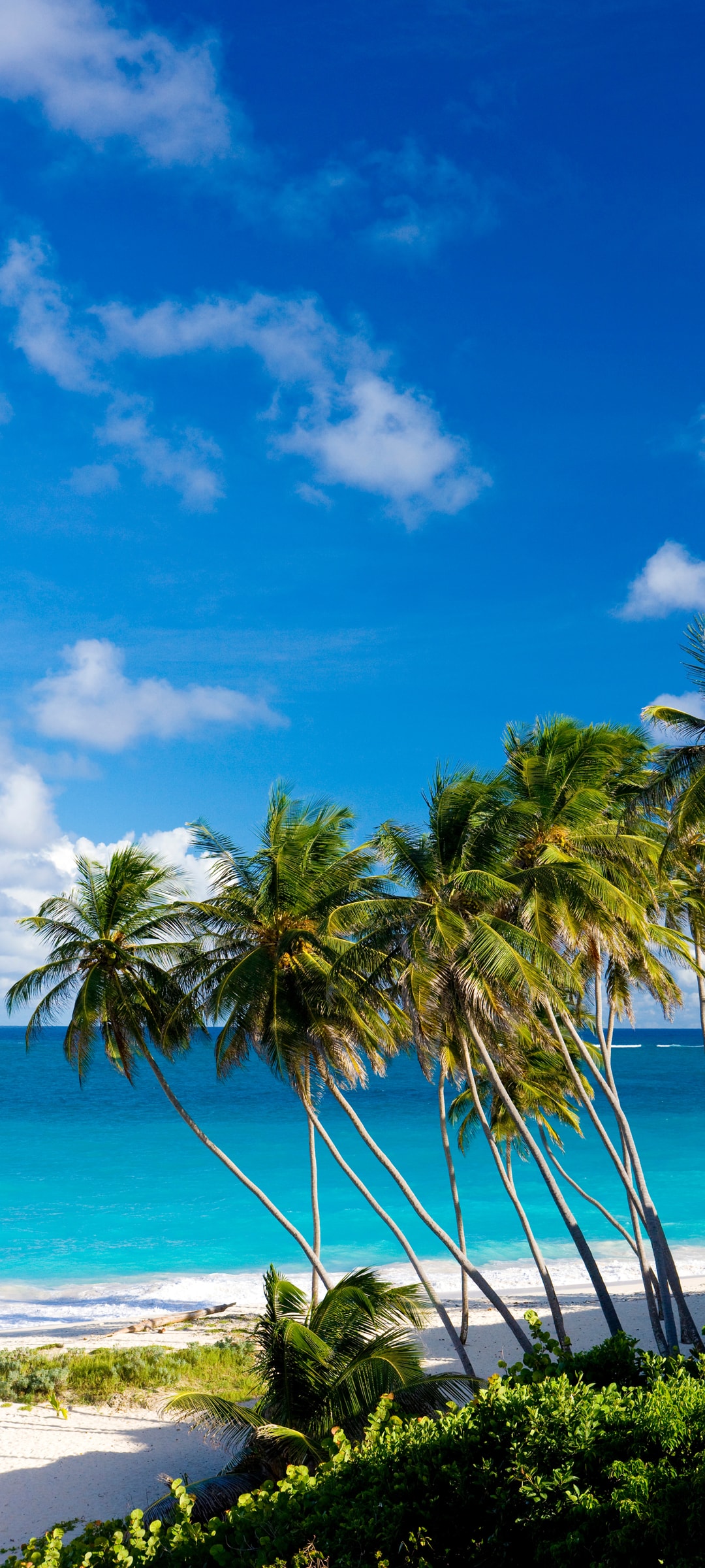 海边椰树自然风景