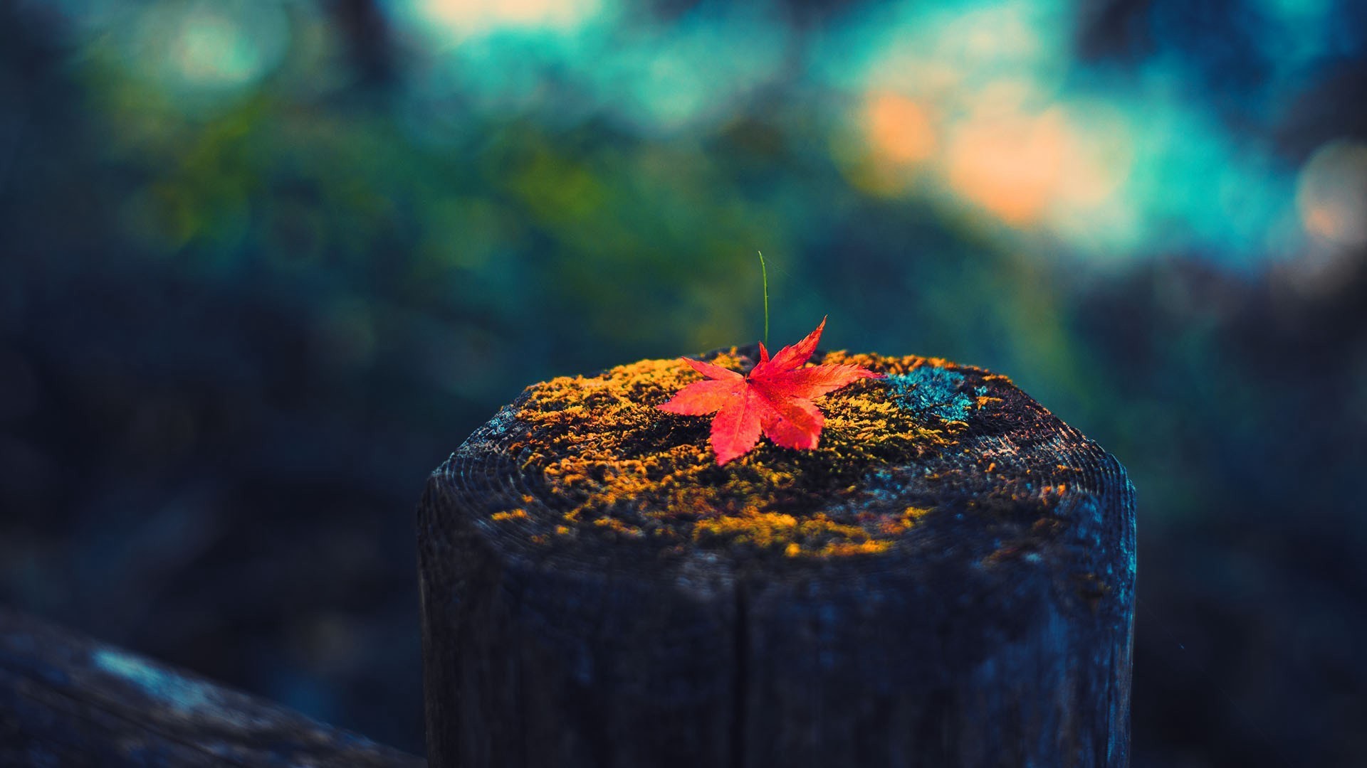 深秋季节一片叶子唯美意境图片