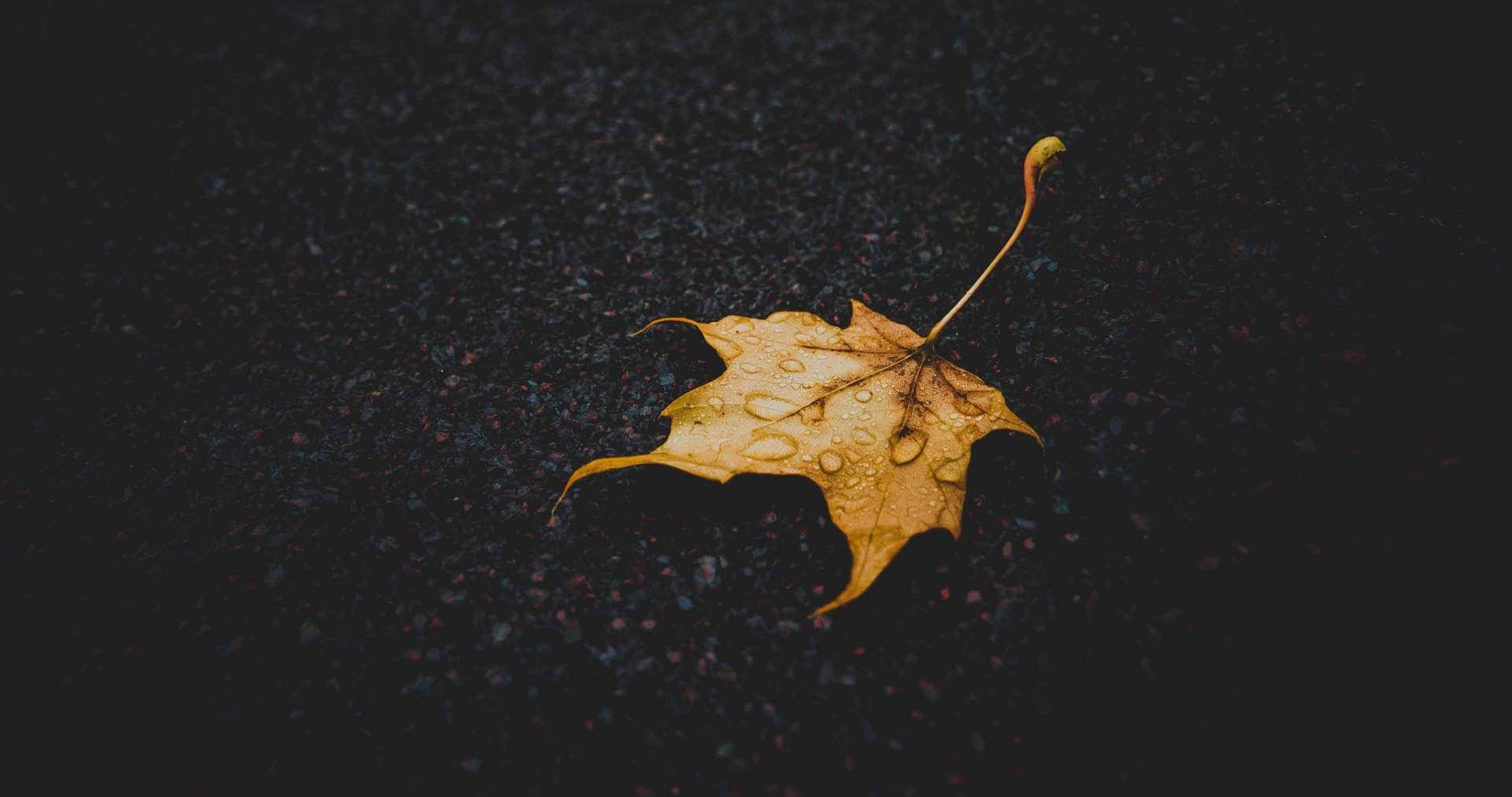 深秋季节一片叶子唯美意境图片