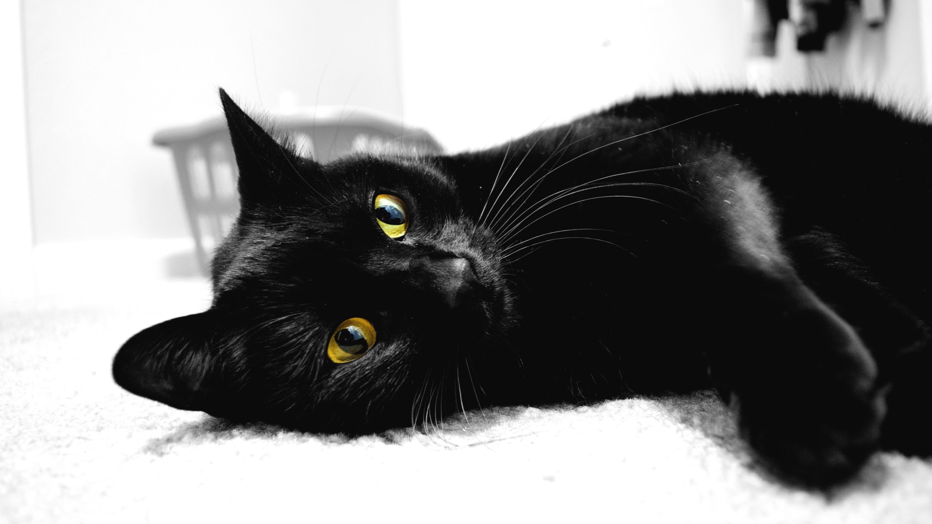 可爱猫咪黑白风格非常有意境桌面壁纸