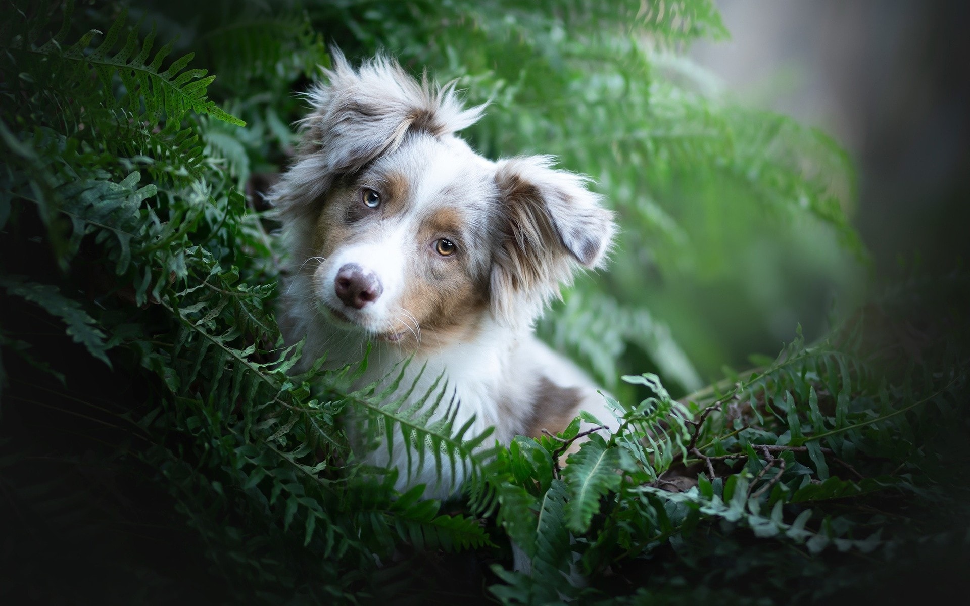 可爱的唯美小狗与和谐大自然的另类美