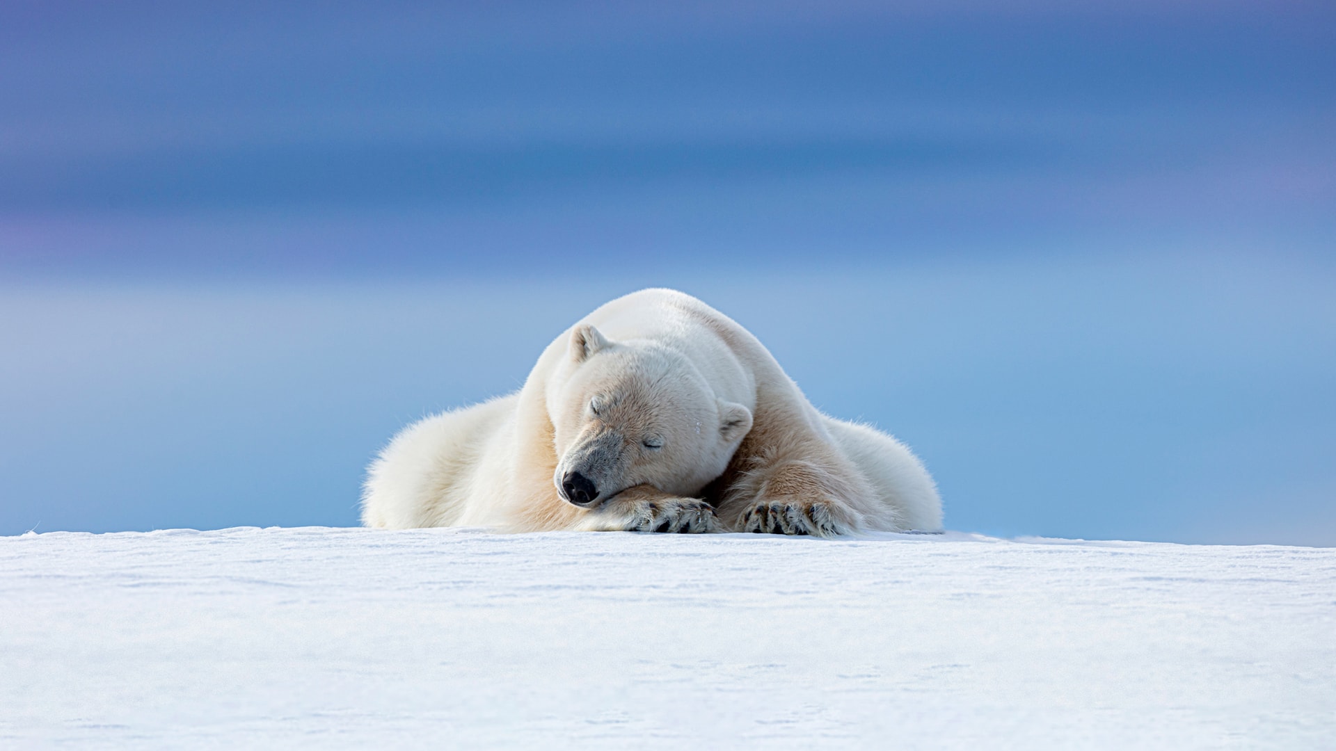 北极熊趴在雪地睡觉