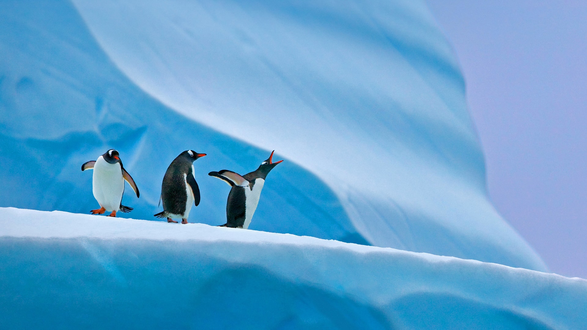南极冰山上的三只企鹅