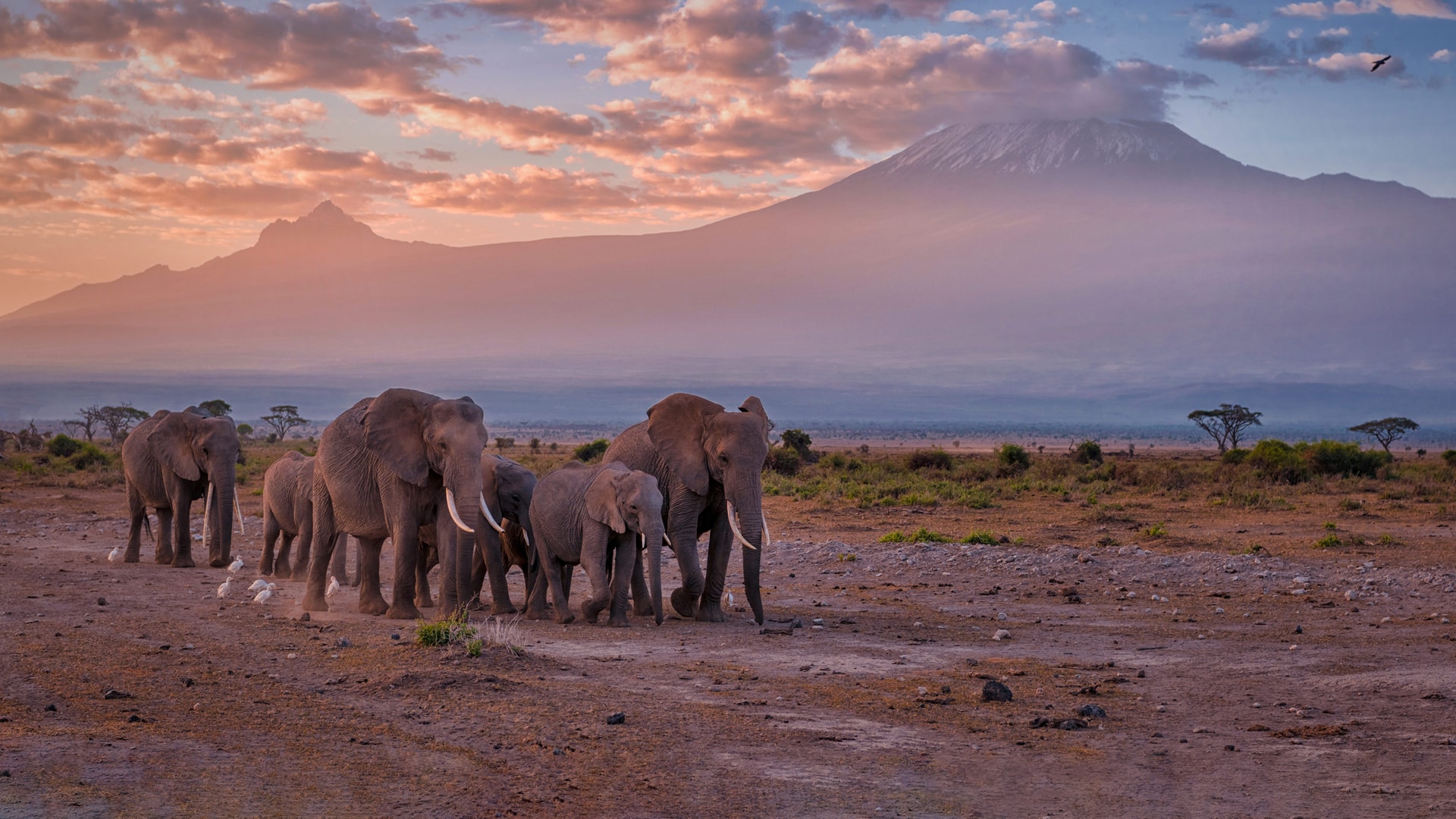 非洲野外老幼大象群