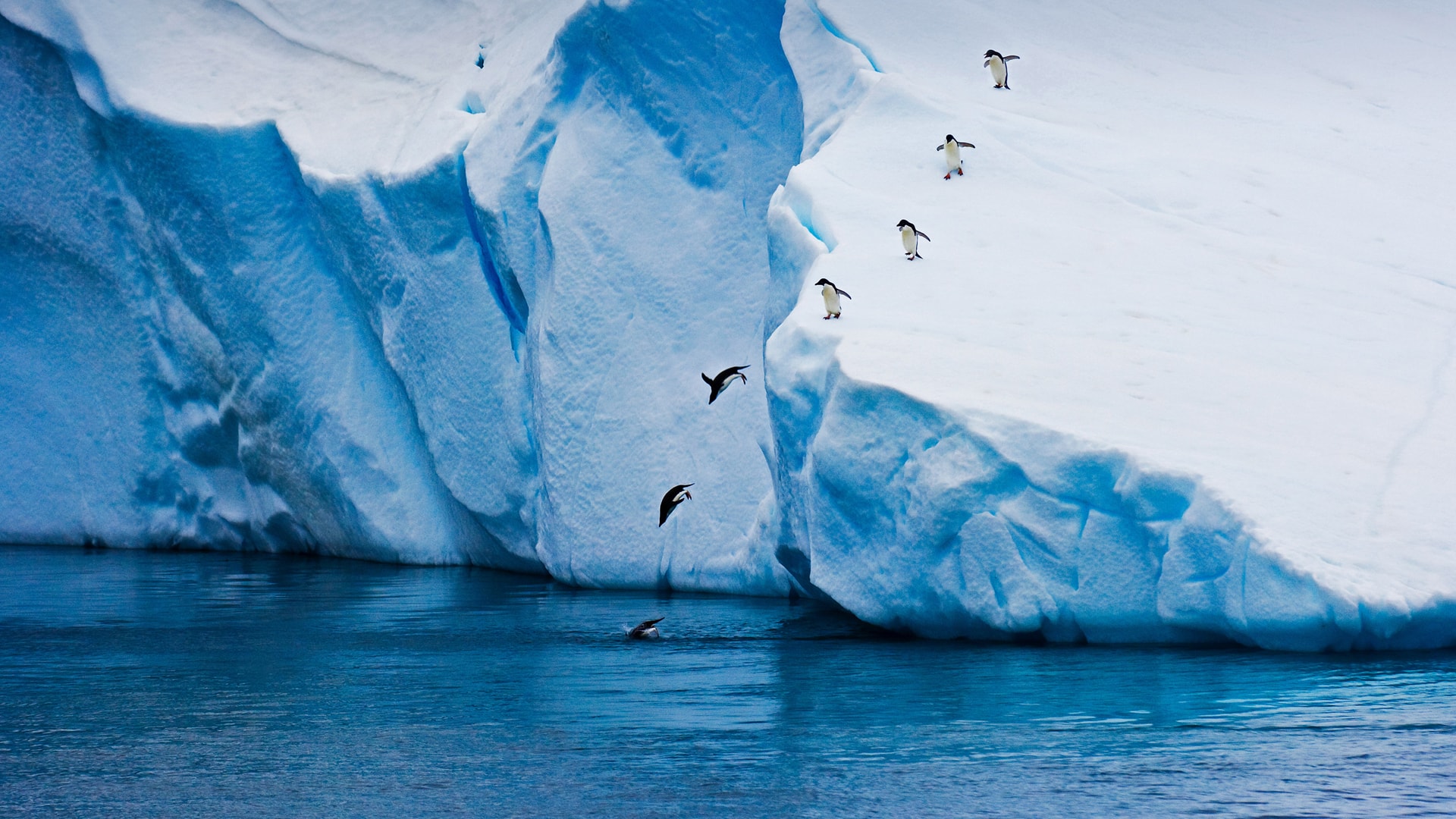 冰山上的企鹅成群结队跃入大海