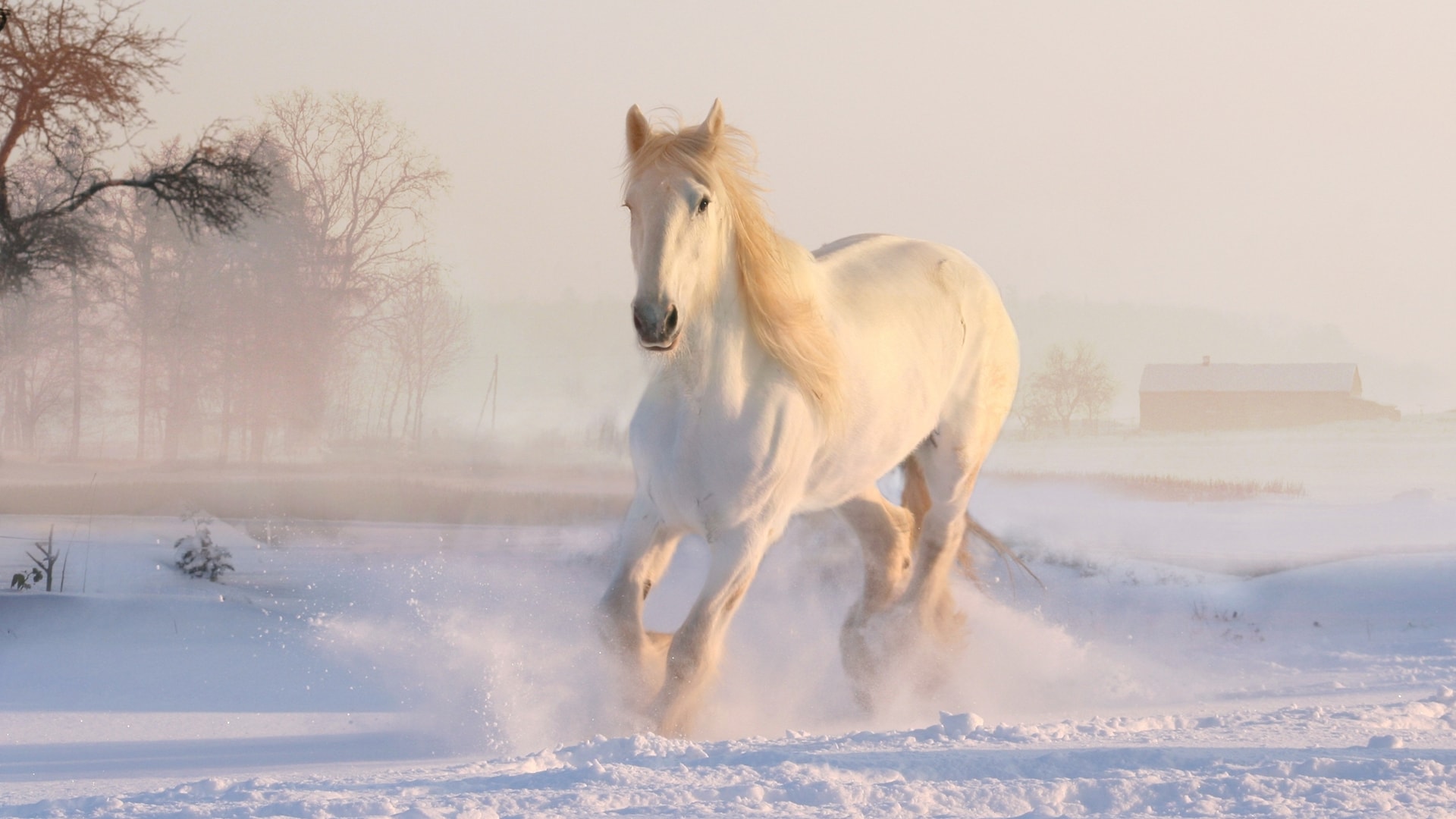雪地上肆意奔跑的白色骏马