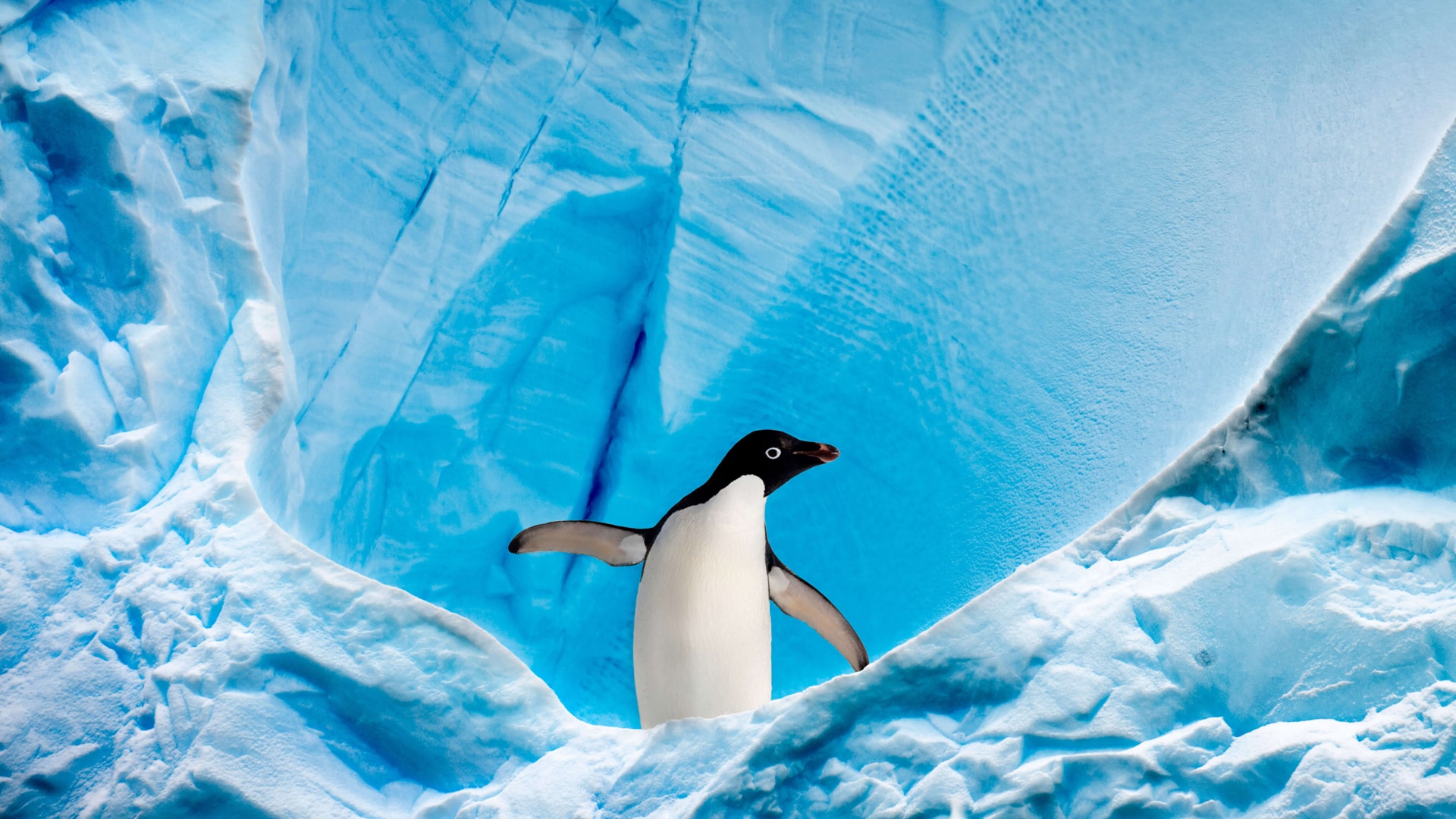 南极冰川下企鹅左顾右盼