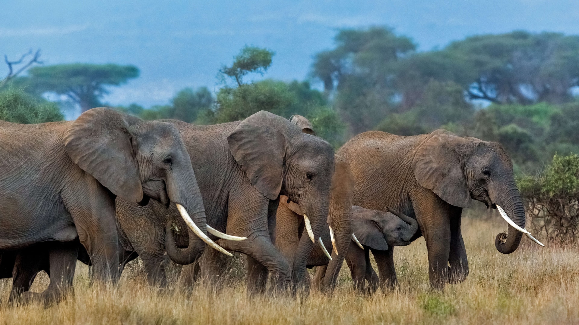 非洲大象群三大一小浩浩荡荡向前进