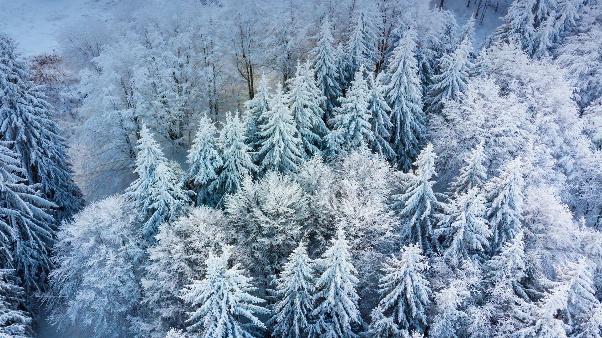 冬季树林银装素裹俯瞰视角寒冷素材高清壁纸