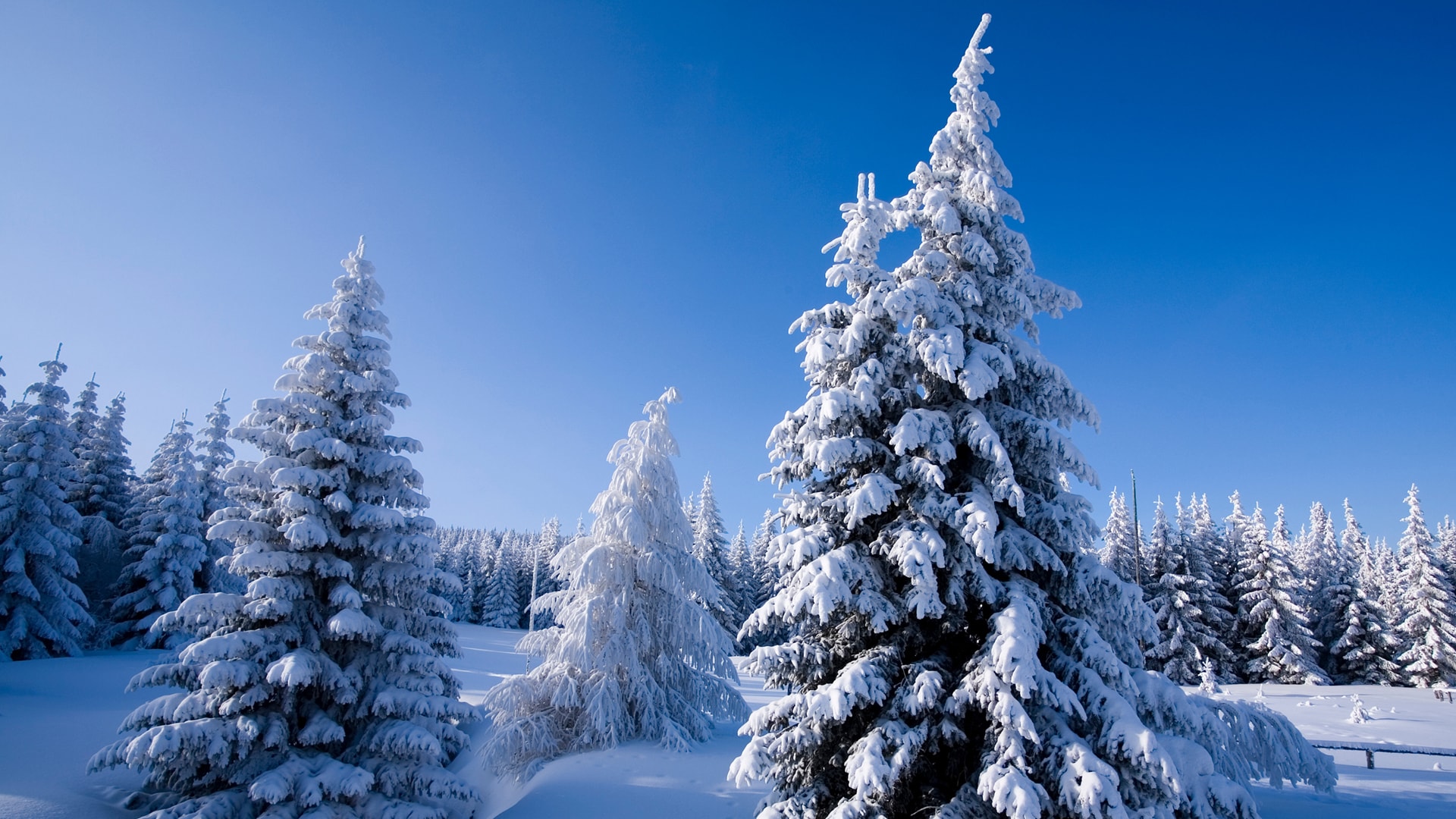 冬天厚厚的白雪覆盖的树林