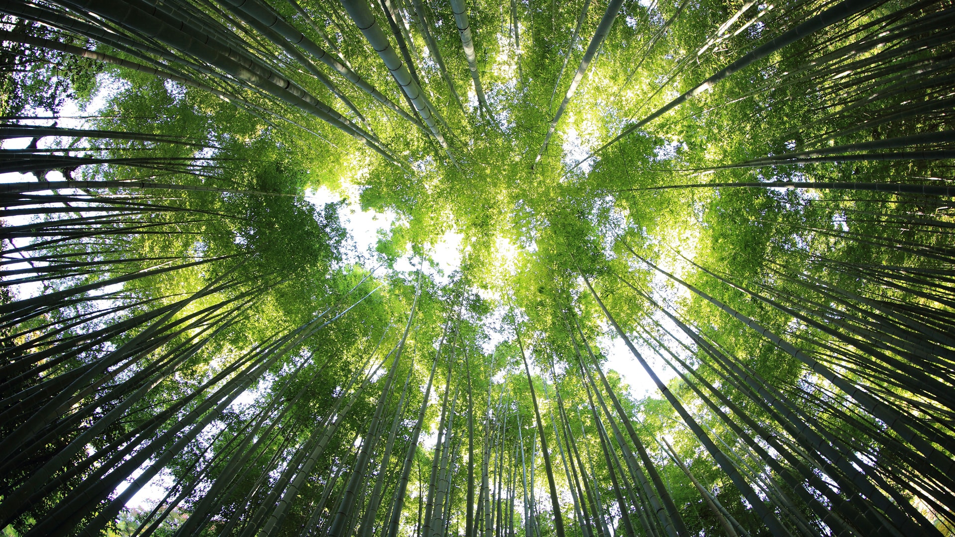 竹海林中绿色竹叶护眼大图