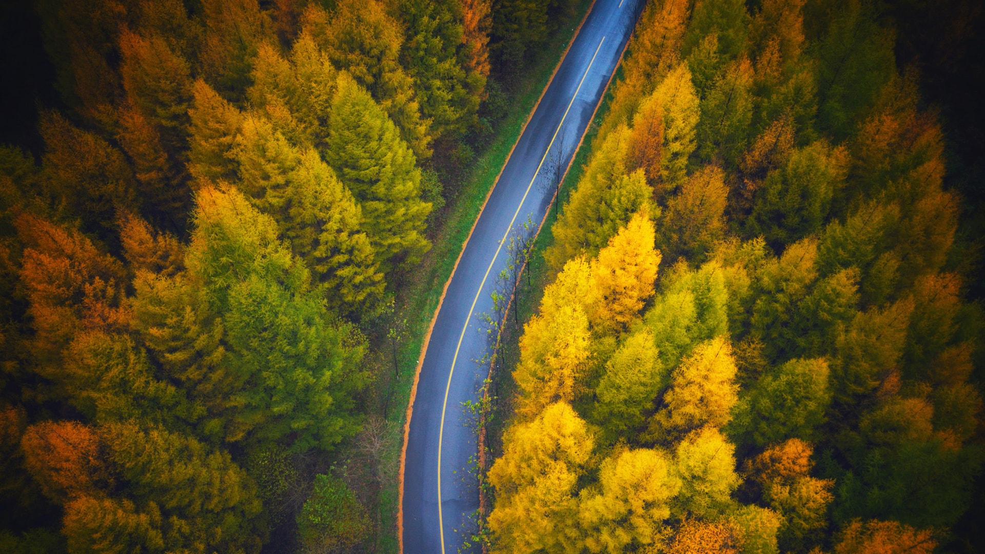 秋风萧瑟的树林公路俯视视角风景