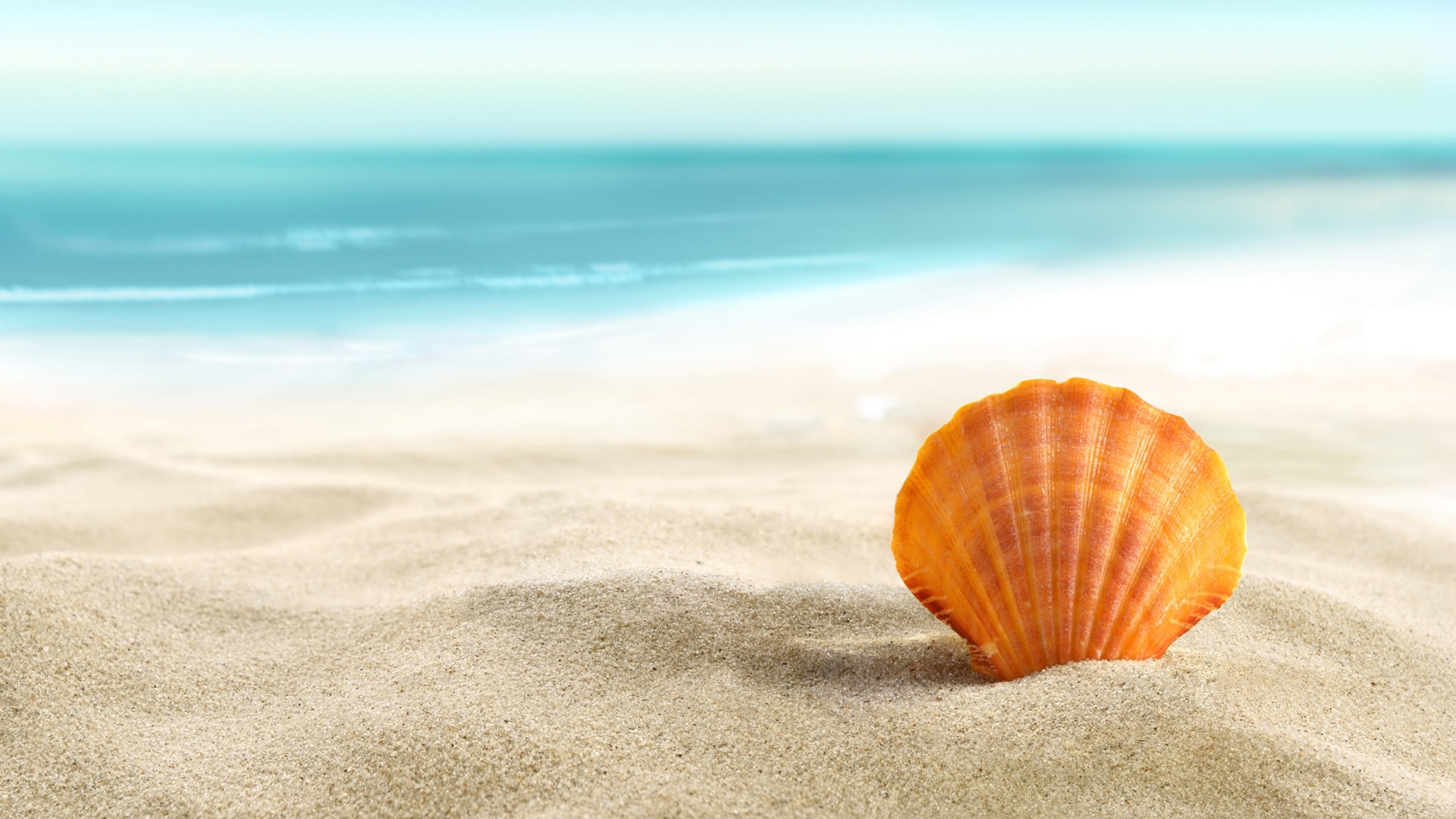 寂静海滩搭配晶莹贝壳增添不一样的海边风景壁纸