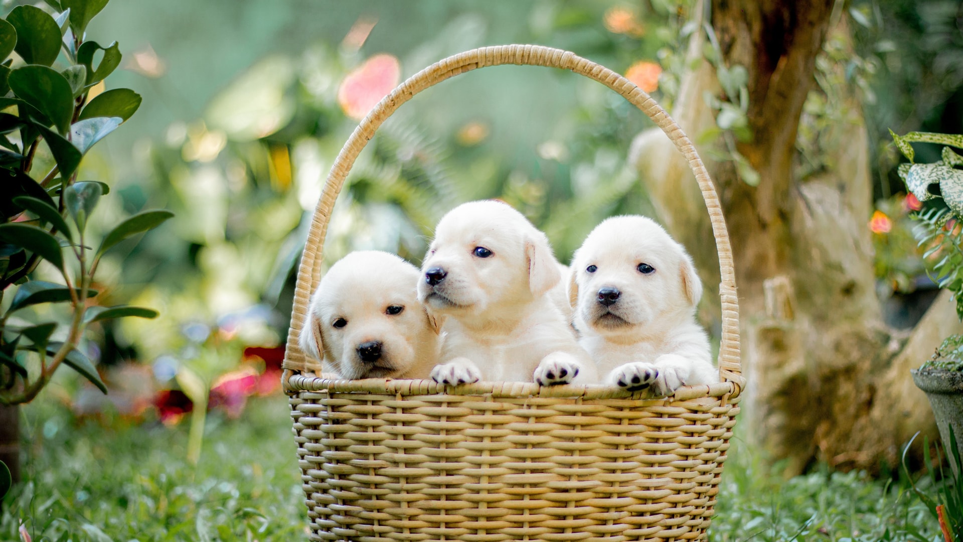 竹篮里三只可爱的白色拉布拉多犬幼崽