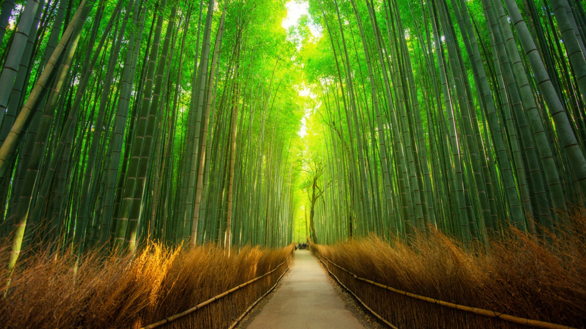 阳光洒进竹林间的小路绿色护眼主题风景壁纸
