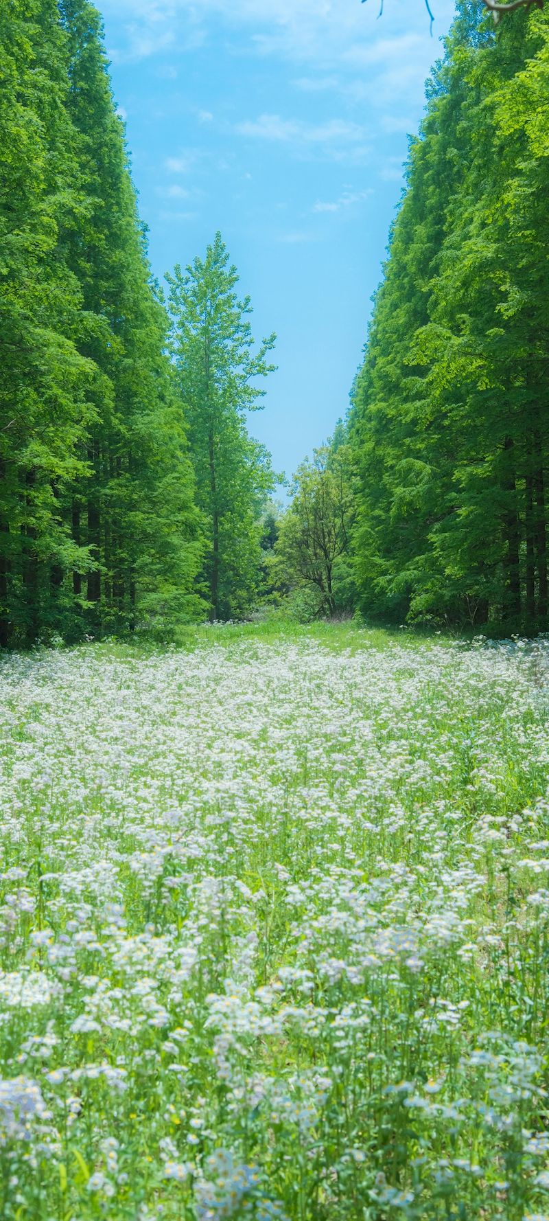 春天来了绿色树林里遍地鲜花盛开自然风景