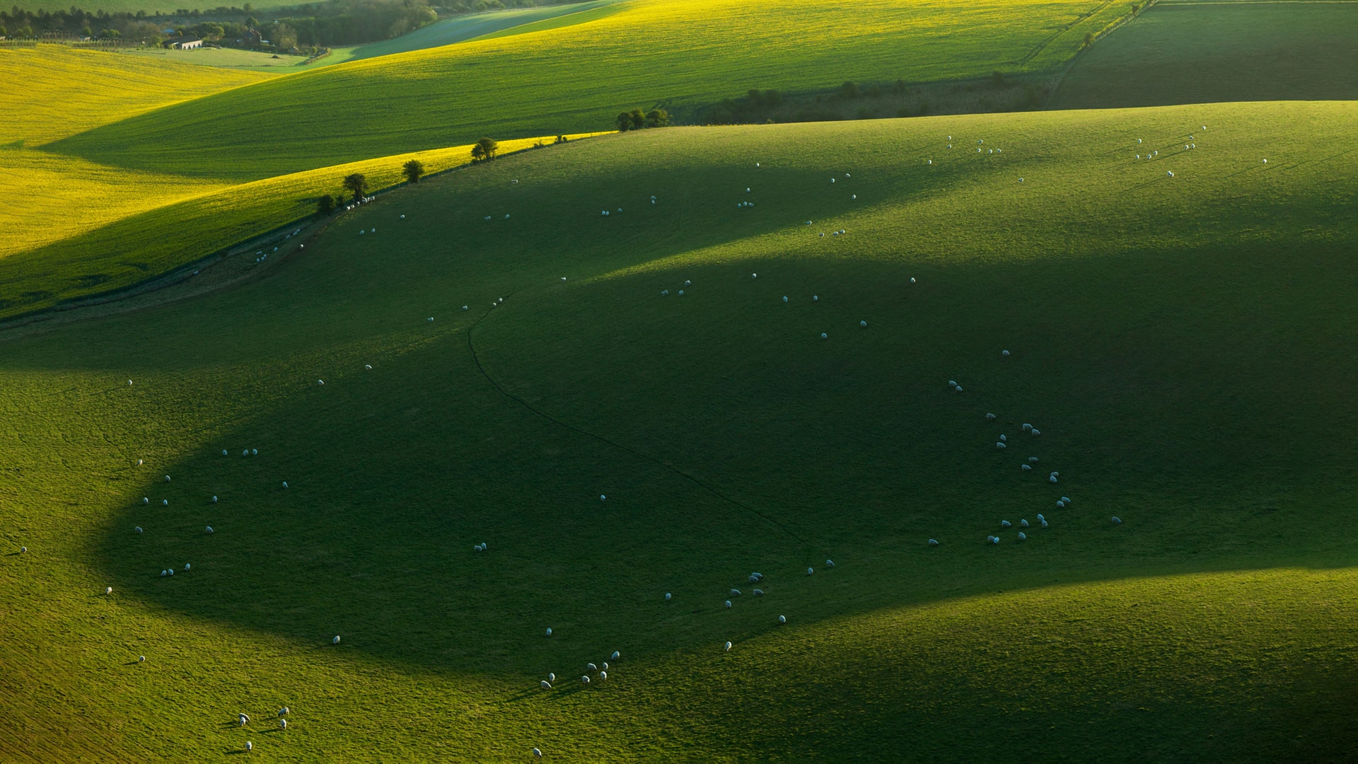 草地上的绵羊群边散步边啃食悠闲风景