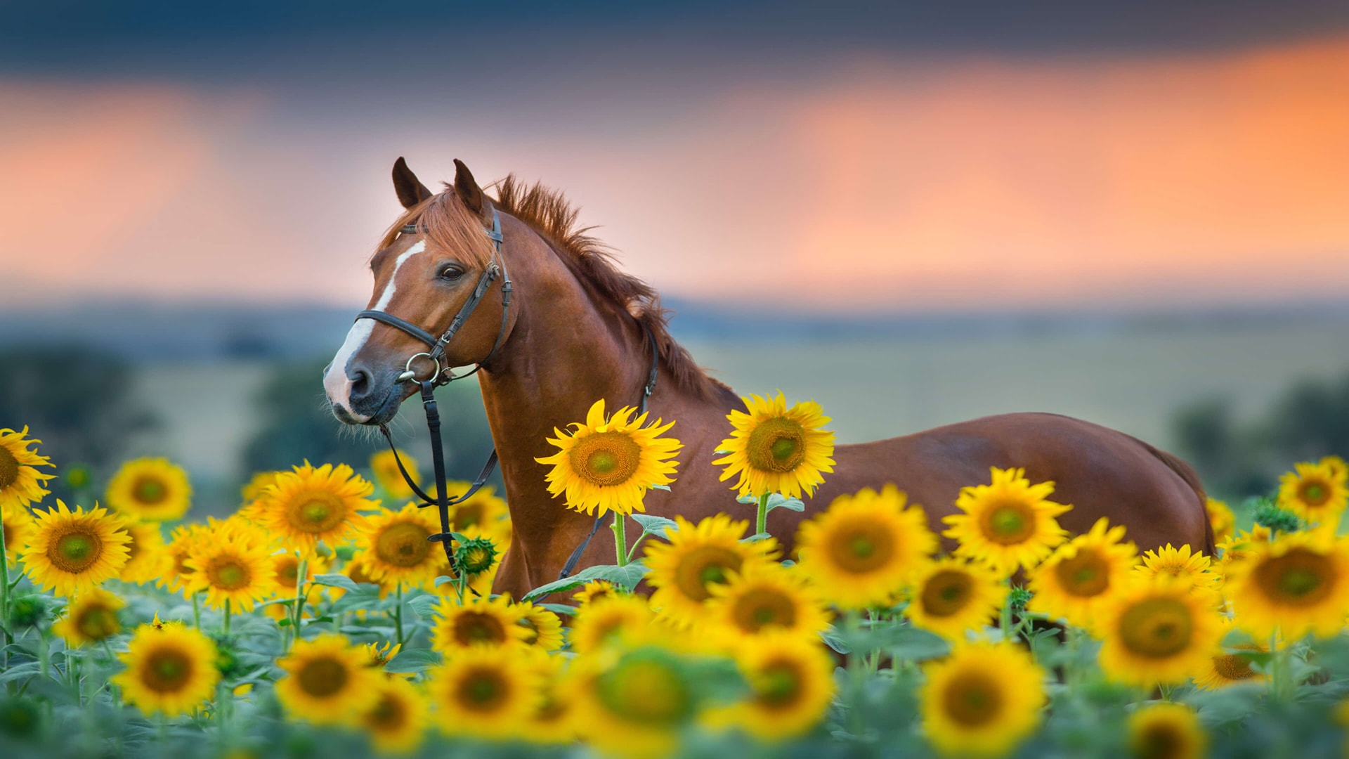 Windows 10向日葵花丛中的马匹追光而去