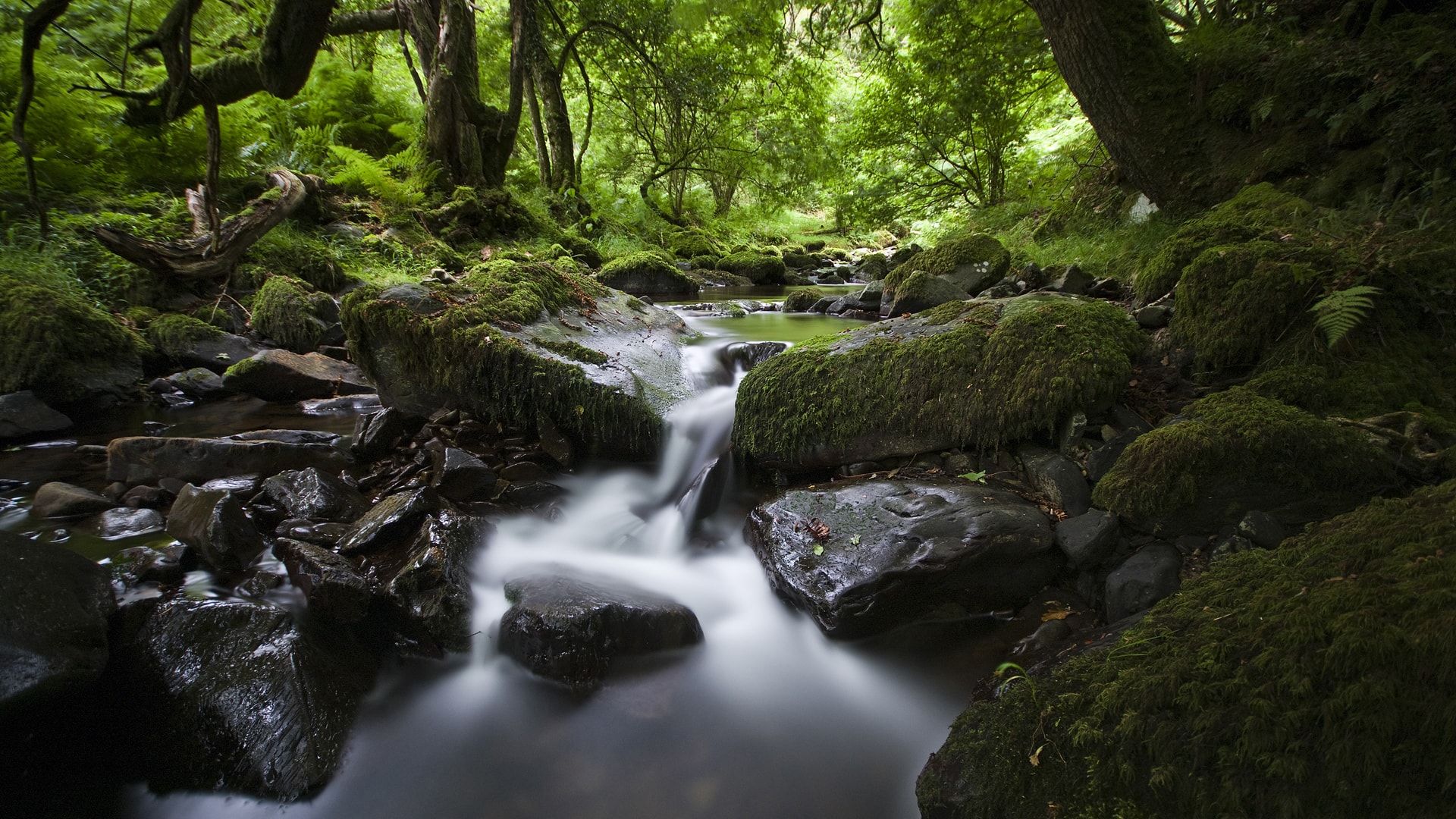 绿色森林一条小溪淙淙作响风景壁纸
