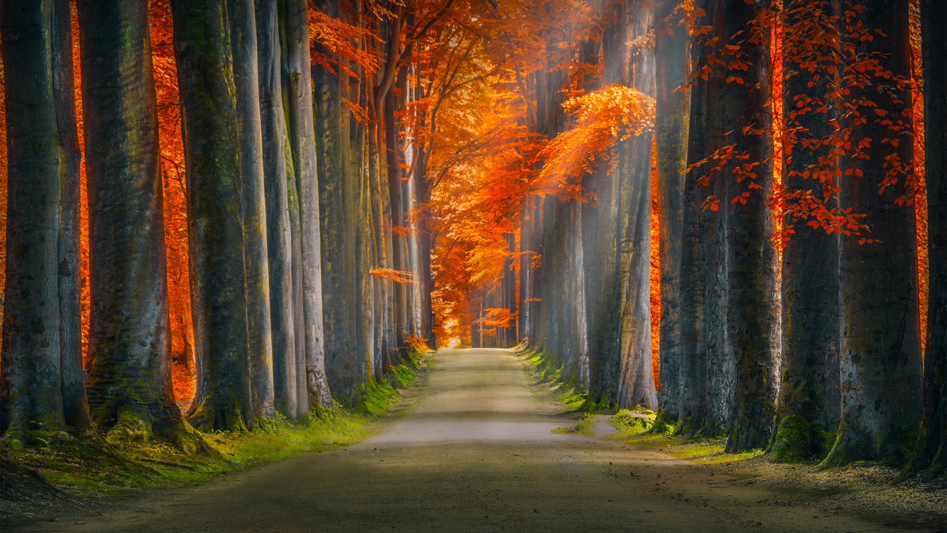 秋天阳光穿过森林 树叶红灿灿唯美风景