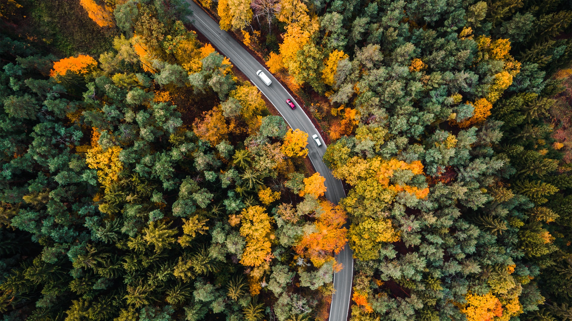 秋天树林间的公路风景