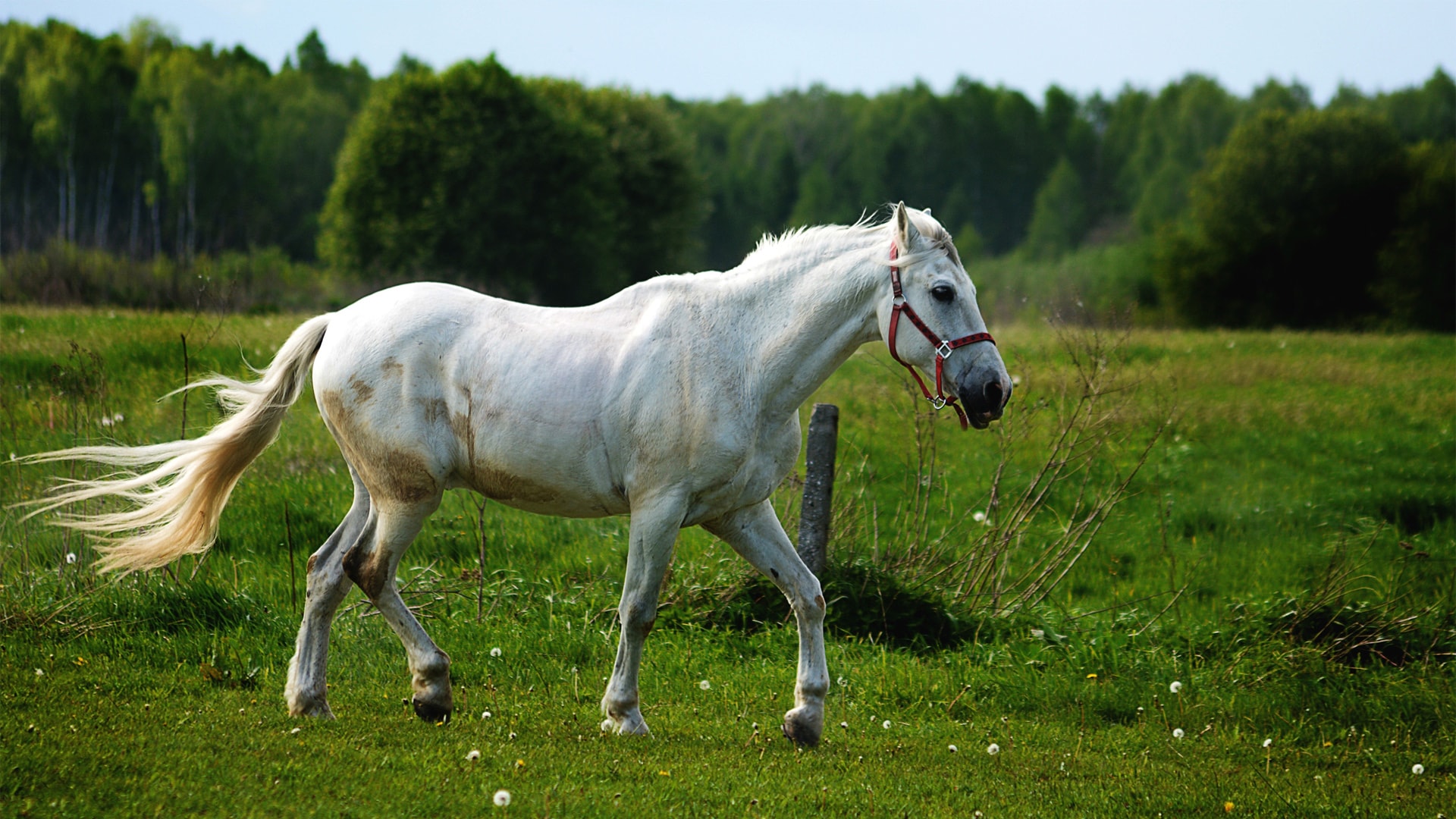 草地雄奇健美上的白色骏马