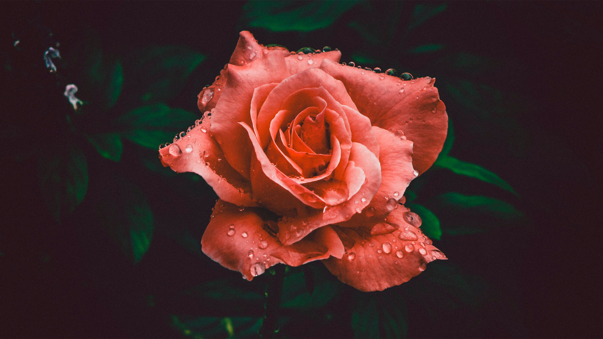 鲜艳的红玫瑰鲜花