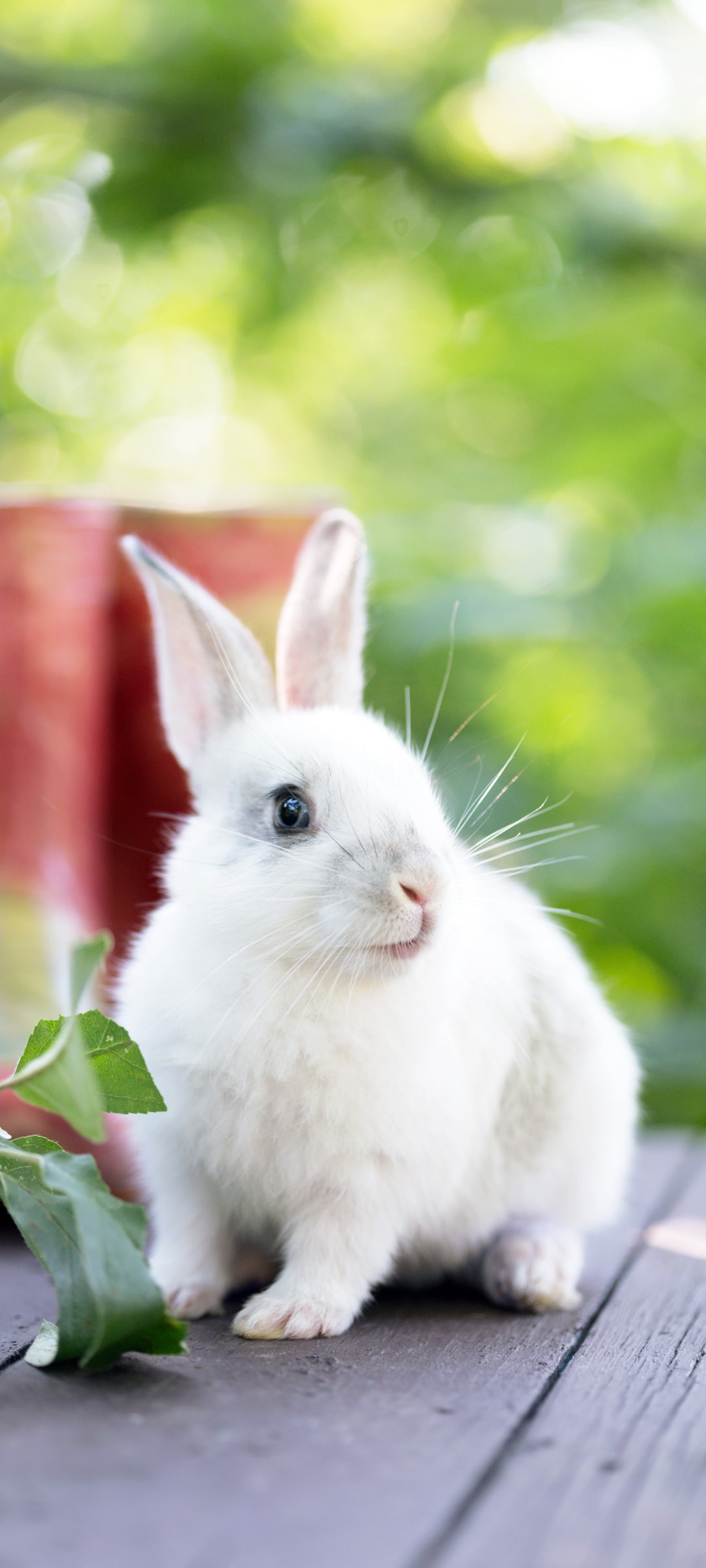 小兔子又白又圆毛茸茸