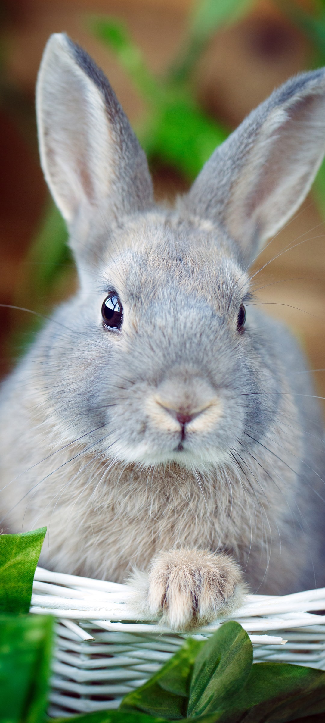 可爱软萌的灰色小兔子