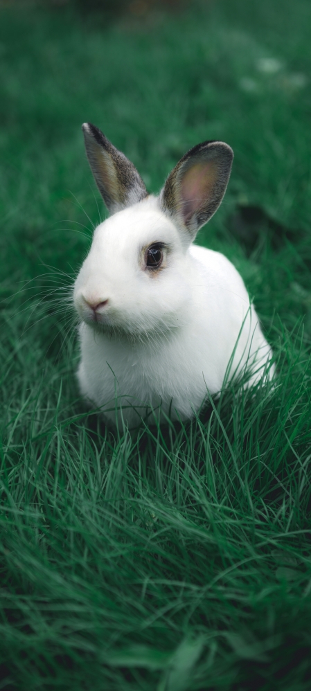 蹲在草地上的可爱小兔子