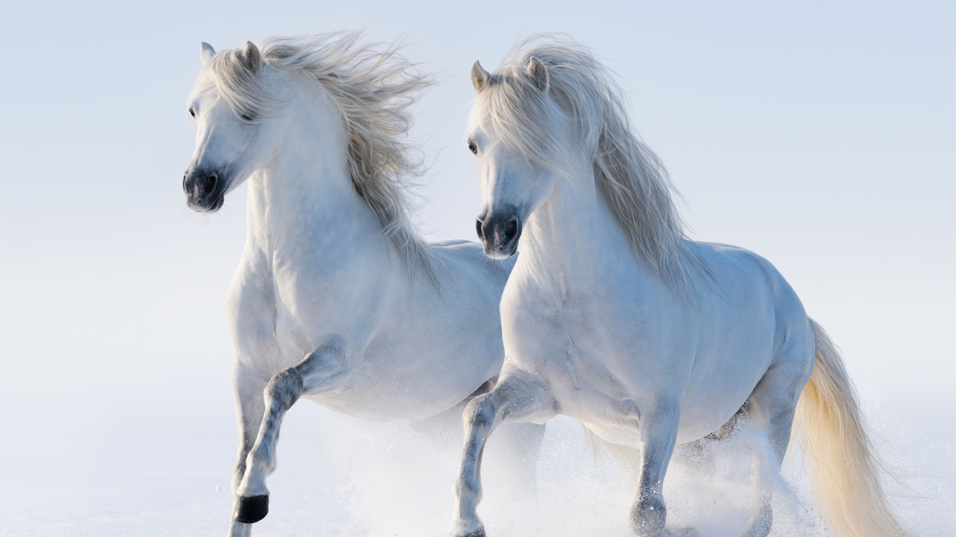 冬天雪地里两匹白色骏马