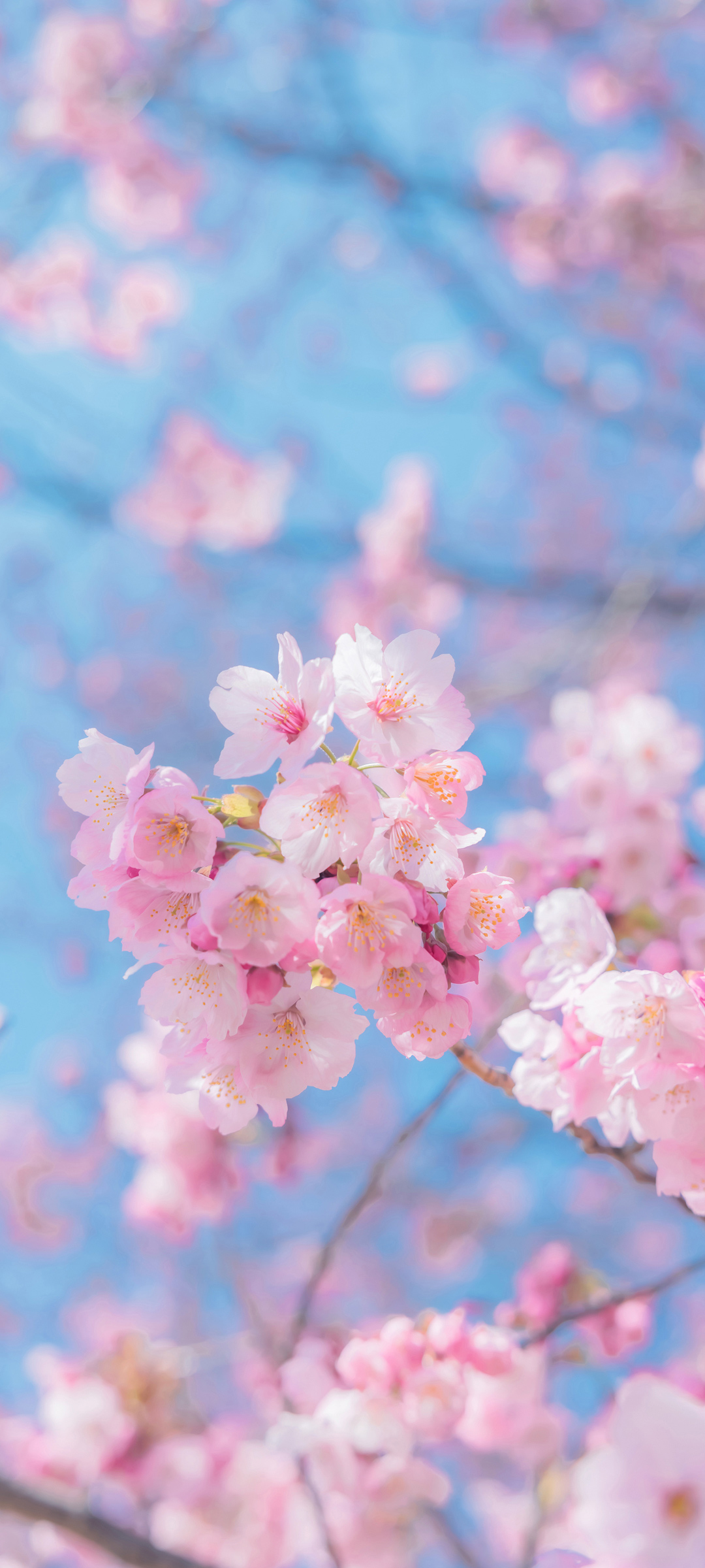 枝头上的粉色樱花