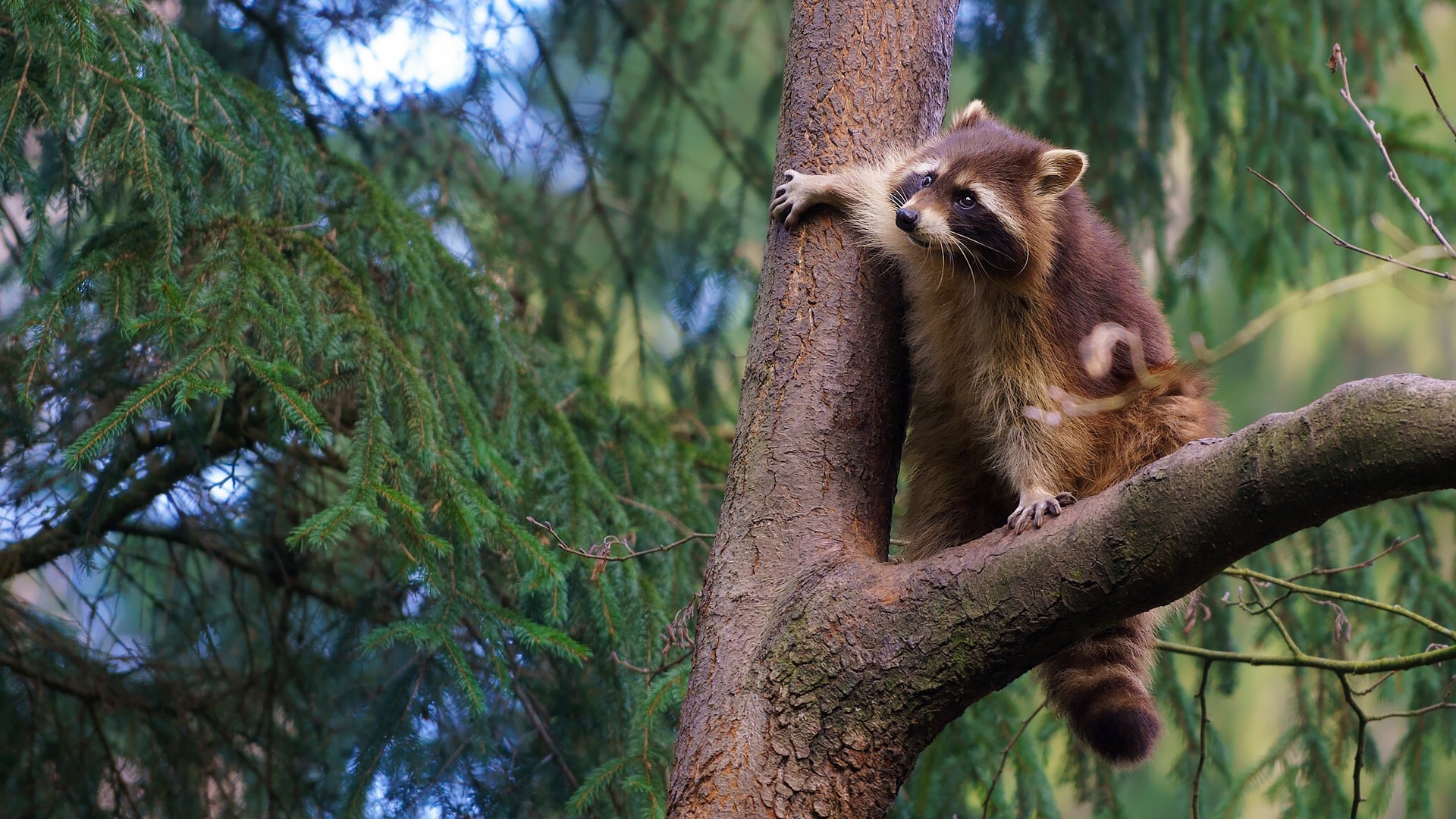 树上一只精力充沛的小浣熊