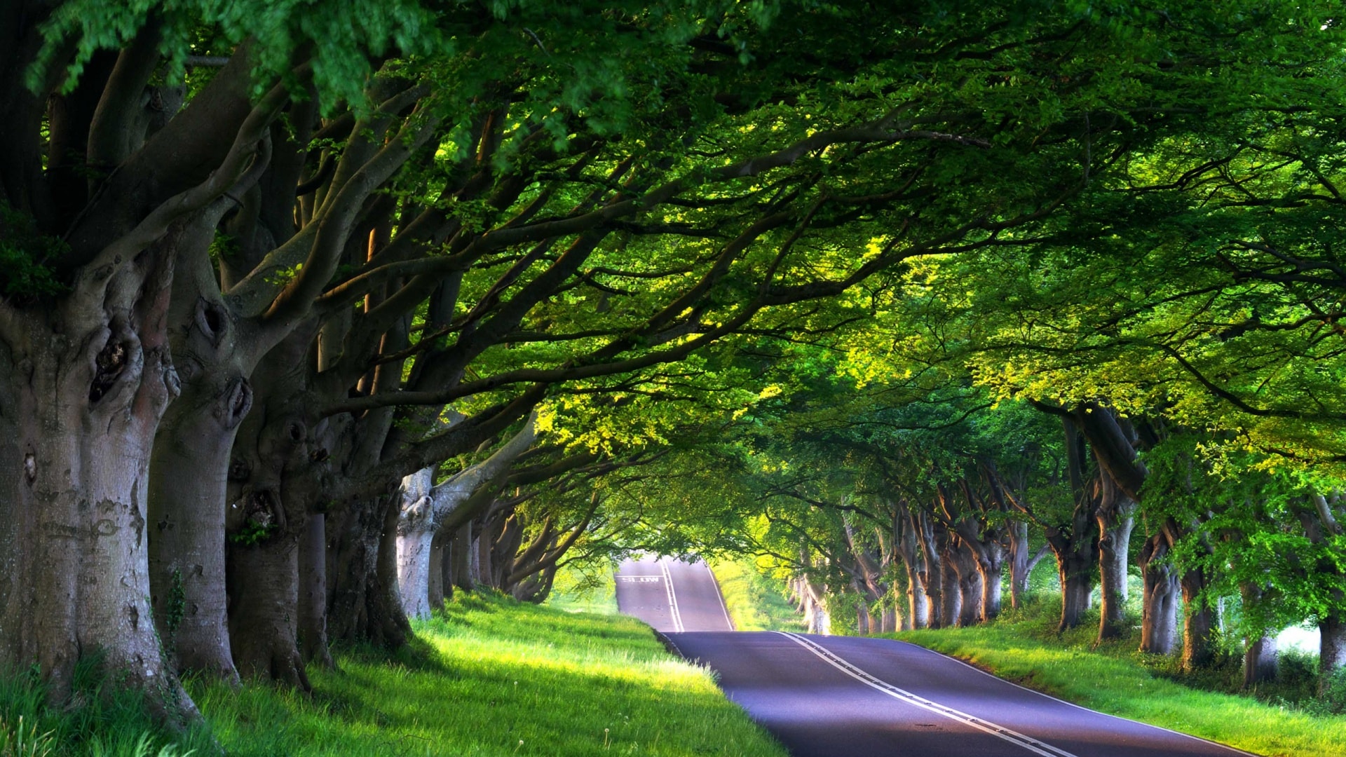 公路两边葱郁树木风景