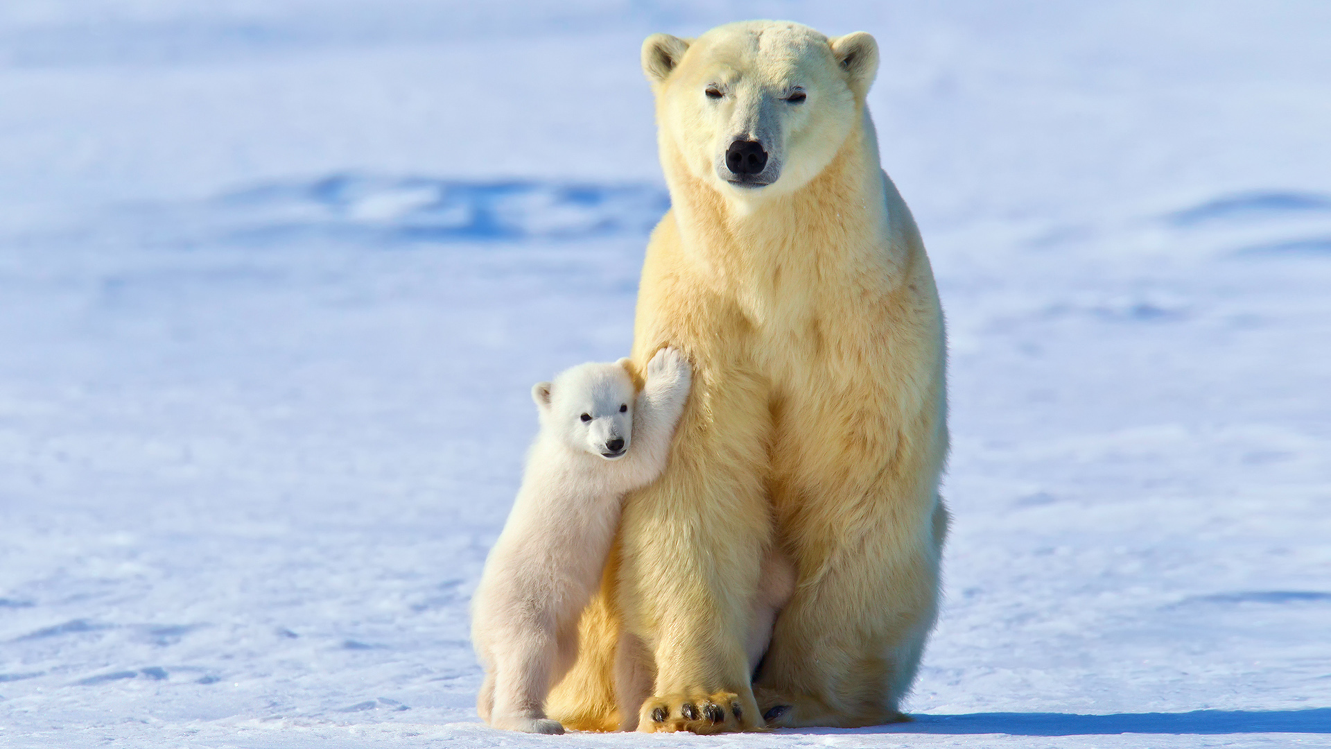 北极熊幼崽与北极熊妈妈