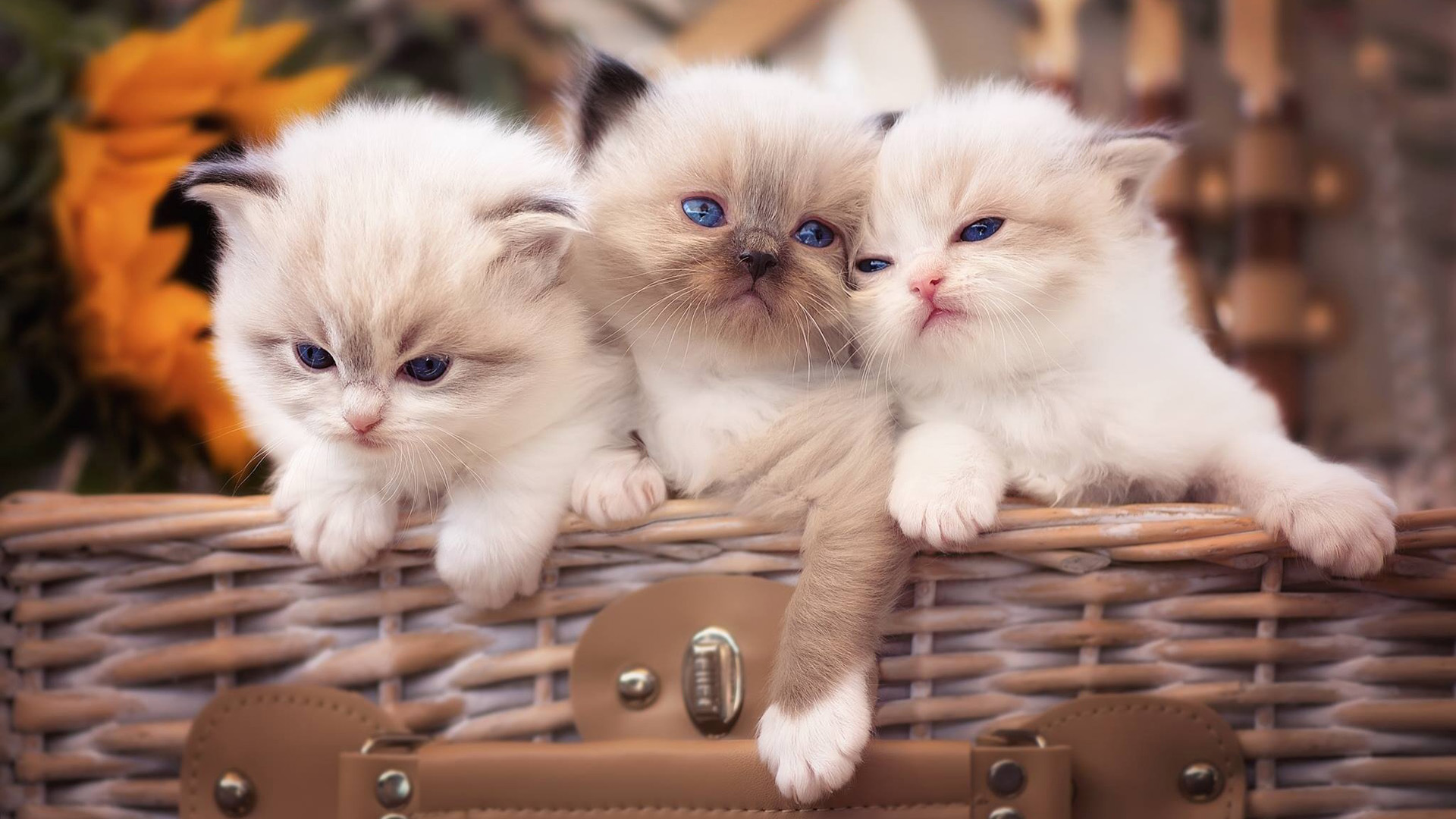 篮子里的三只小猫咪