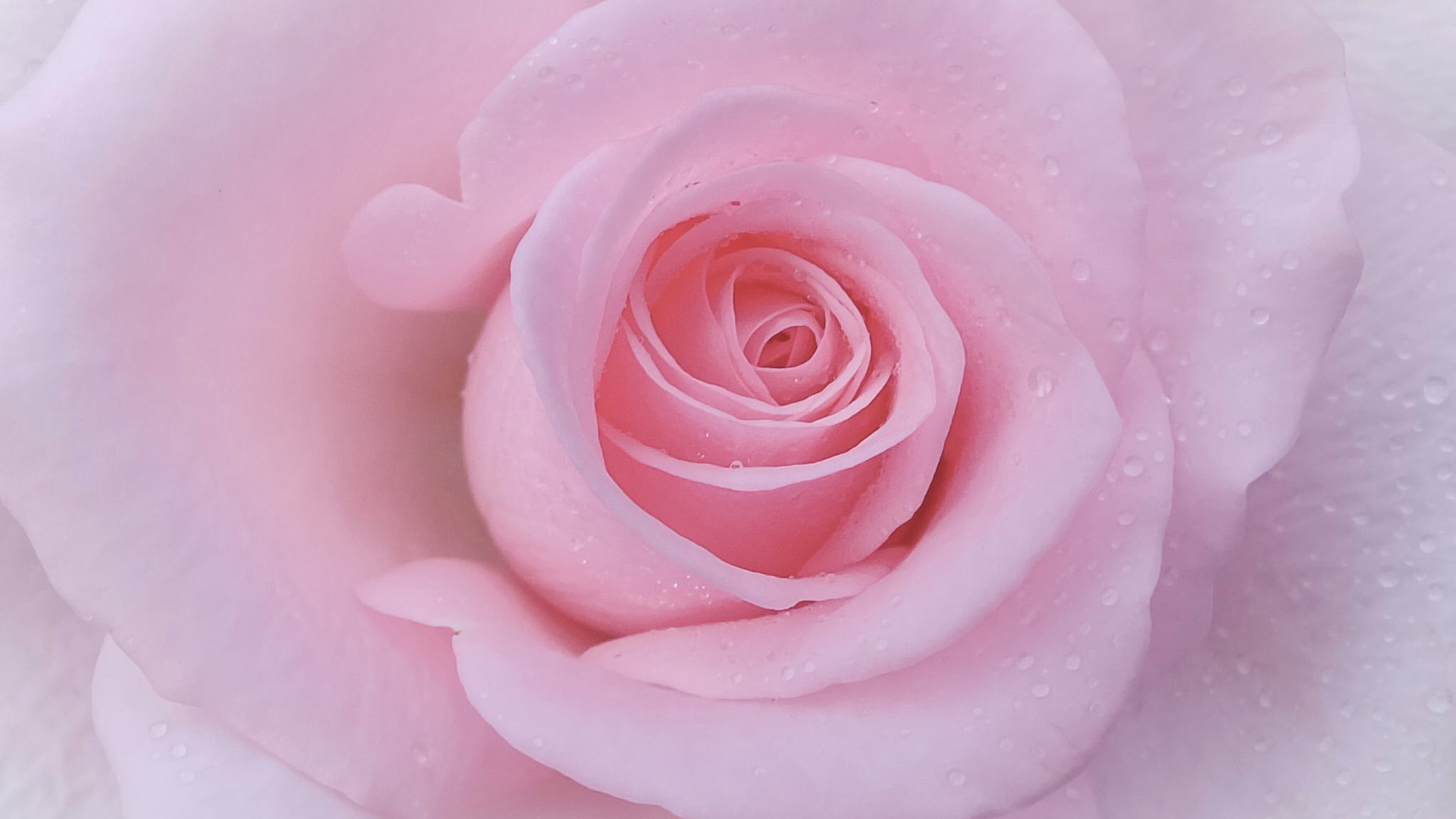 粉色温柔的玫瑰花瓣