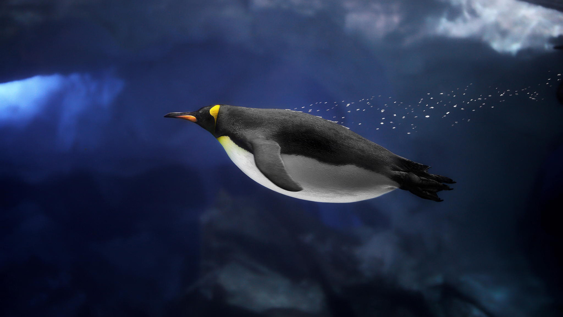 南极水面下游泳的企鹅