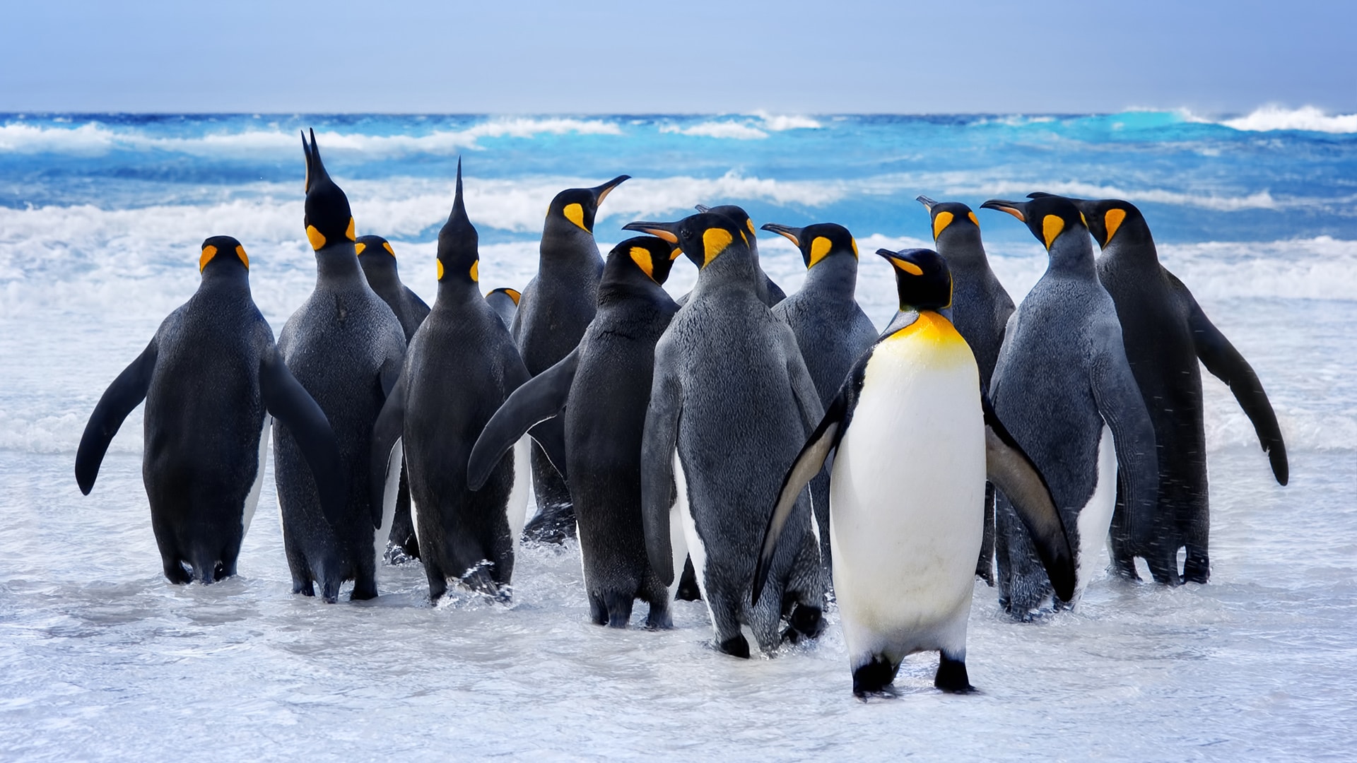 南极海边企鹅