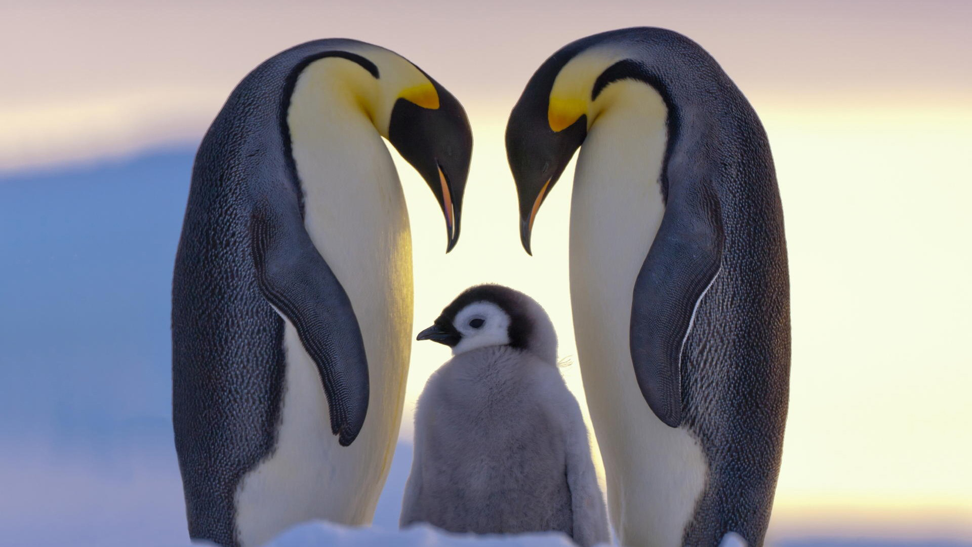 三只企鹅一家子全家福海报