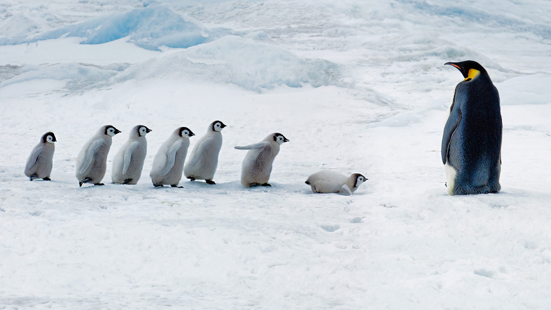 成年企鹅带着一群幼小企鹅