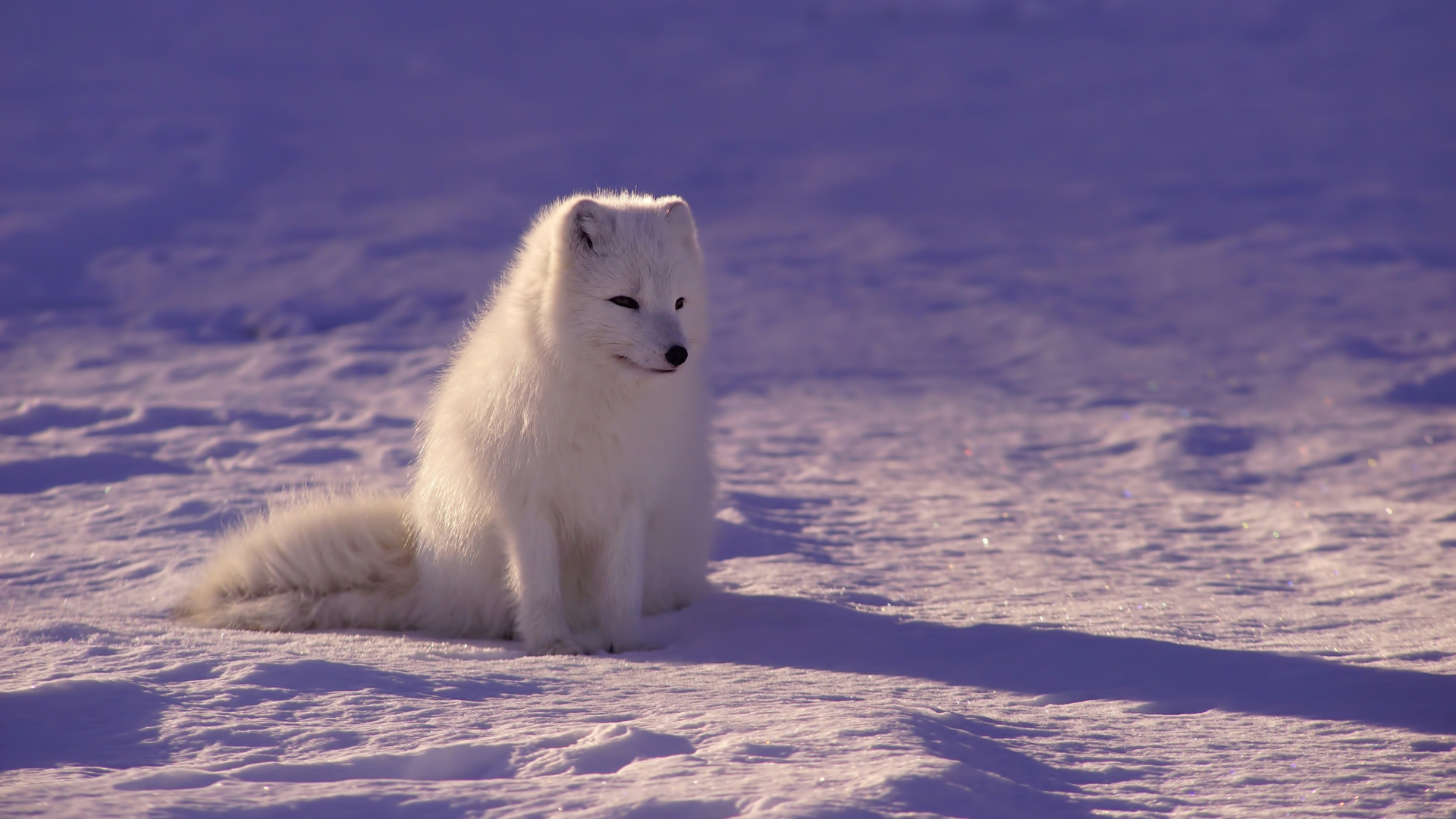 极地精灵北极狐