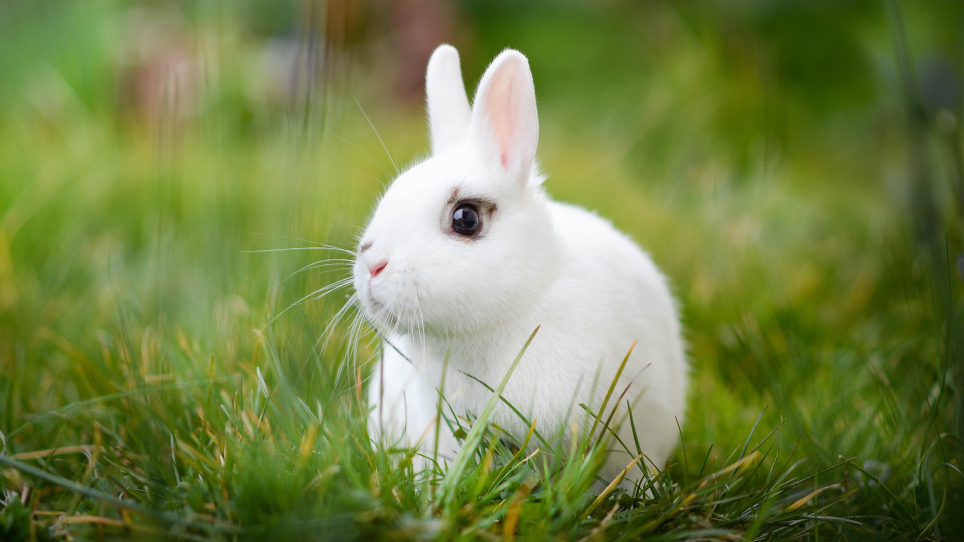 绿草地上安静可爱的呆萌小白兔
