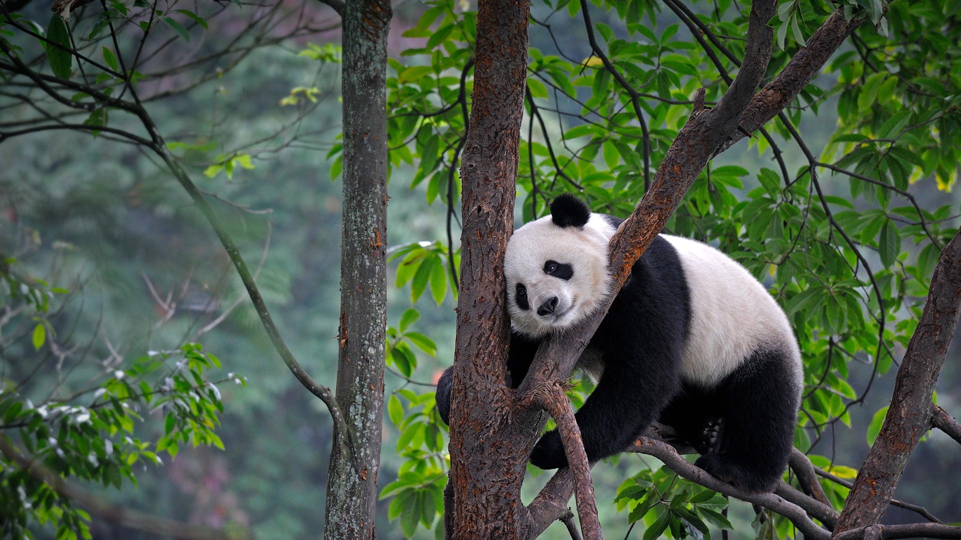 趴在树上的大熊猫